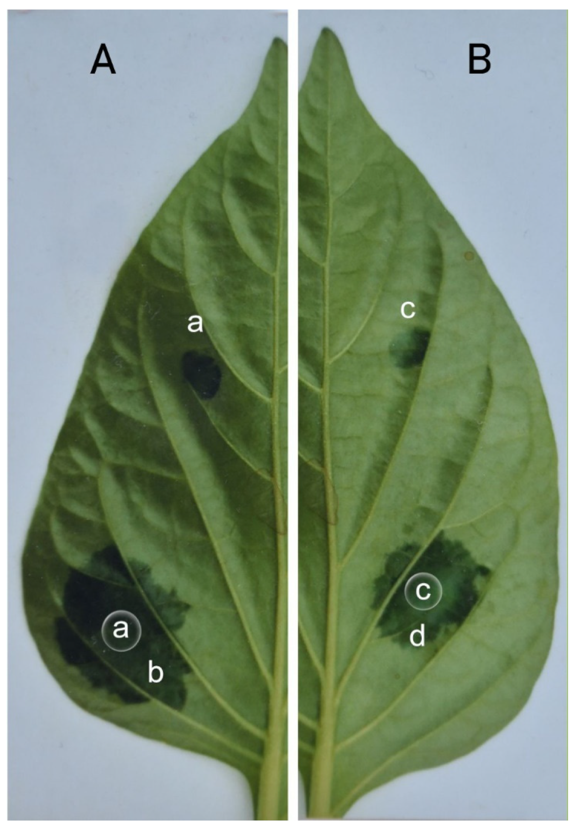 Sustainability 14 06458 g012