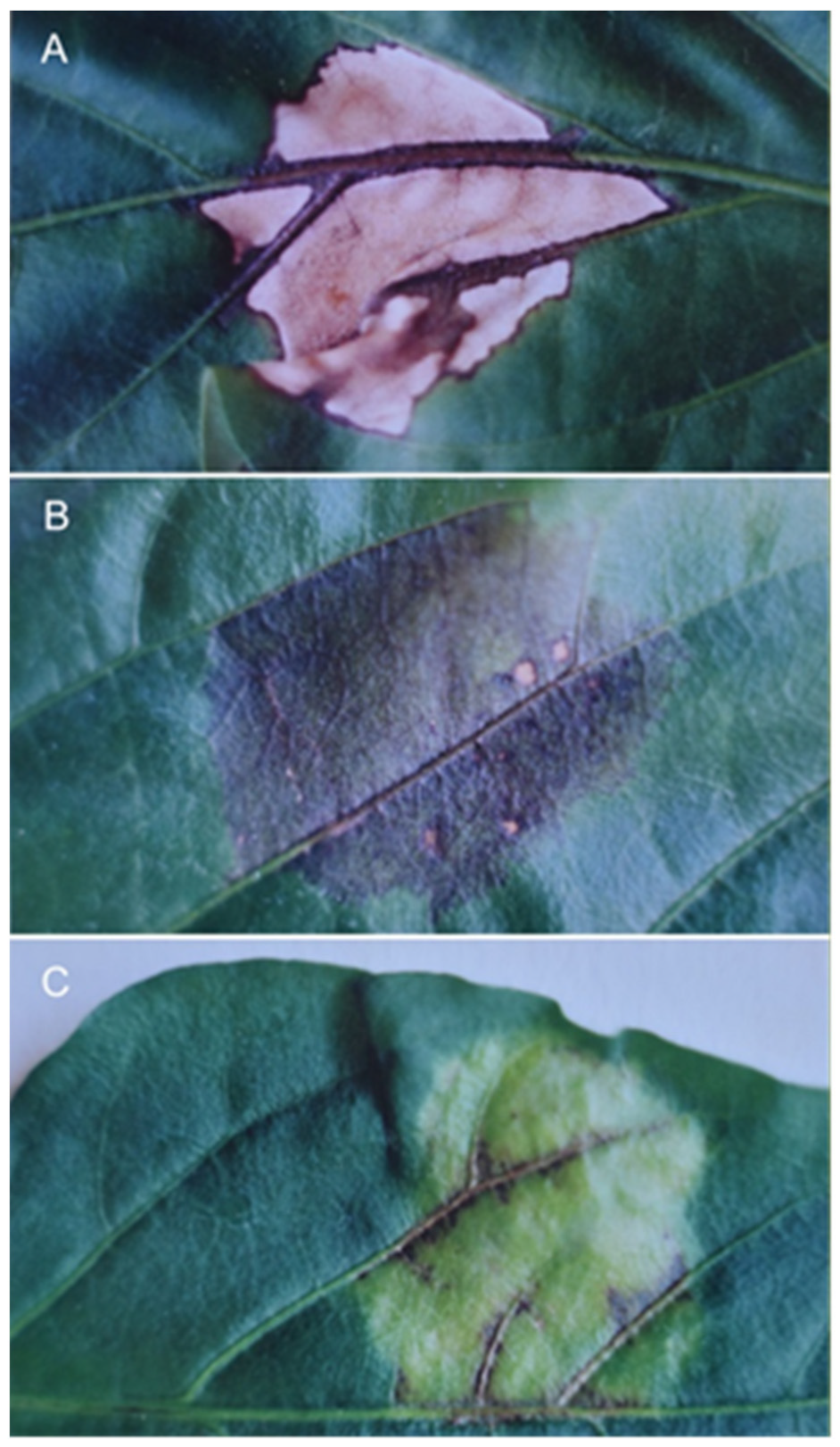 Sustainability 14 06458 g014