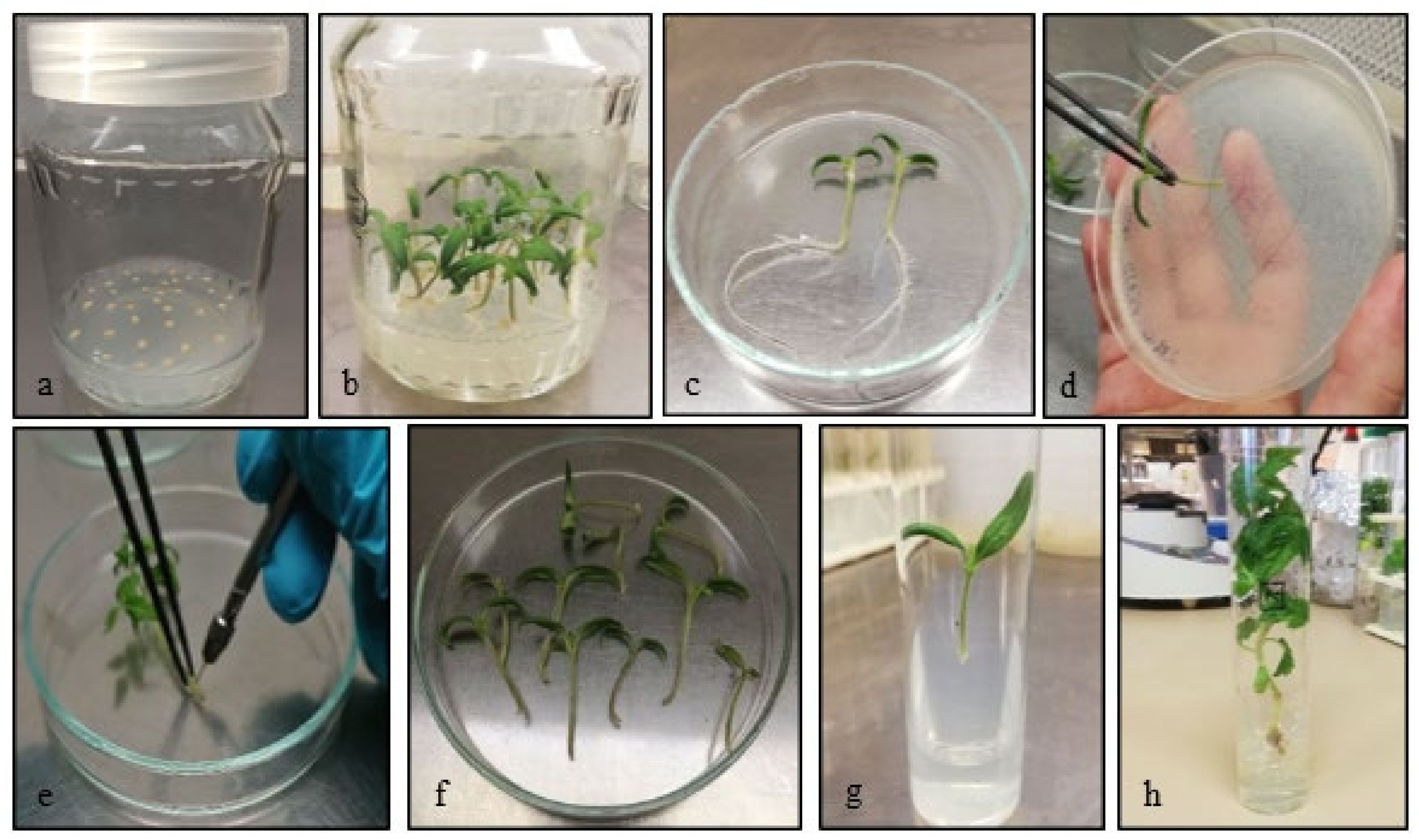 Sustainability 14 06525 g002