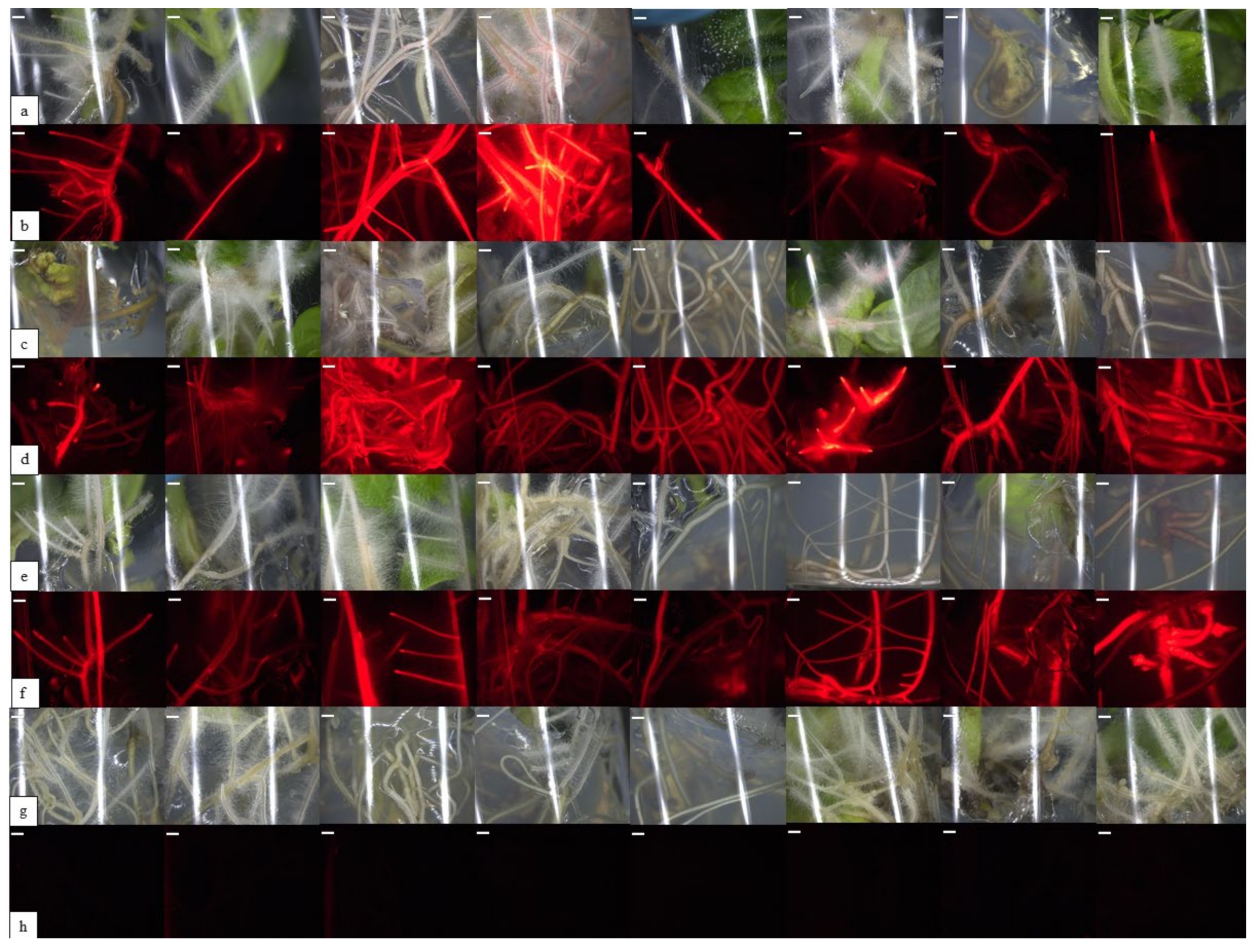 Sustainability 14 06525 g004