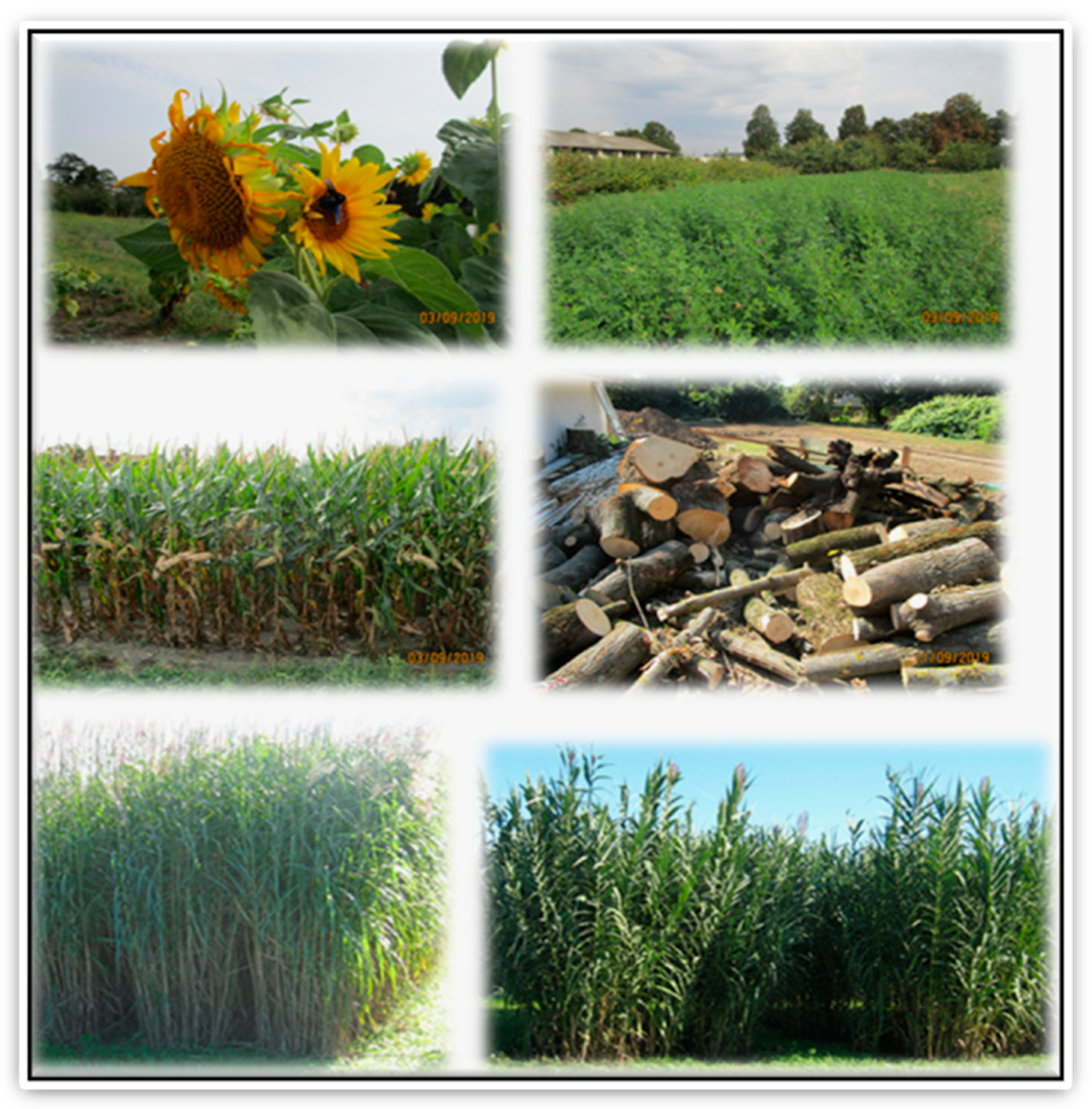 Sustainability 14 07104 g011