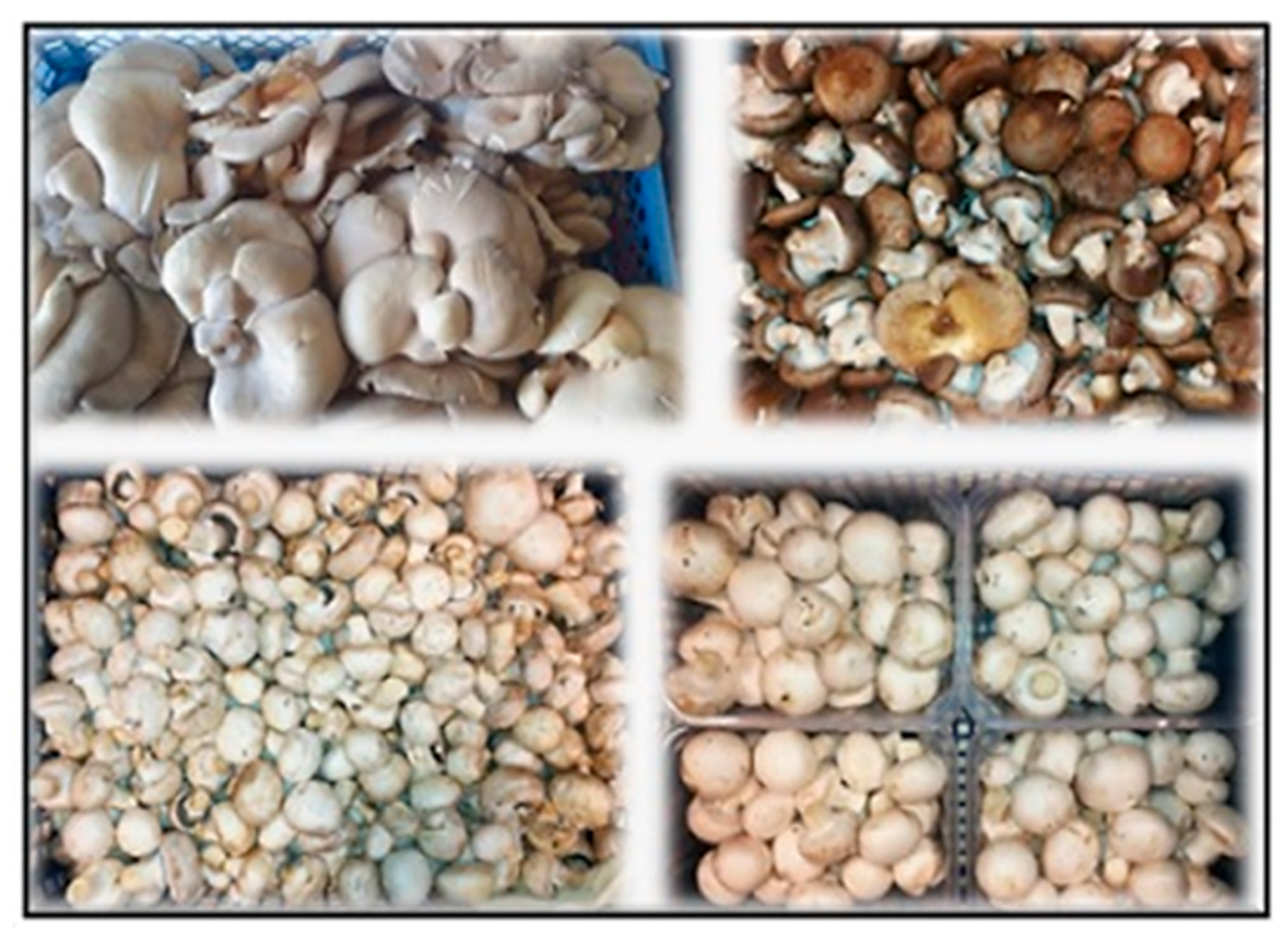 Sustainability 14 07104 g013