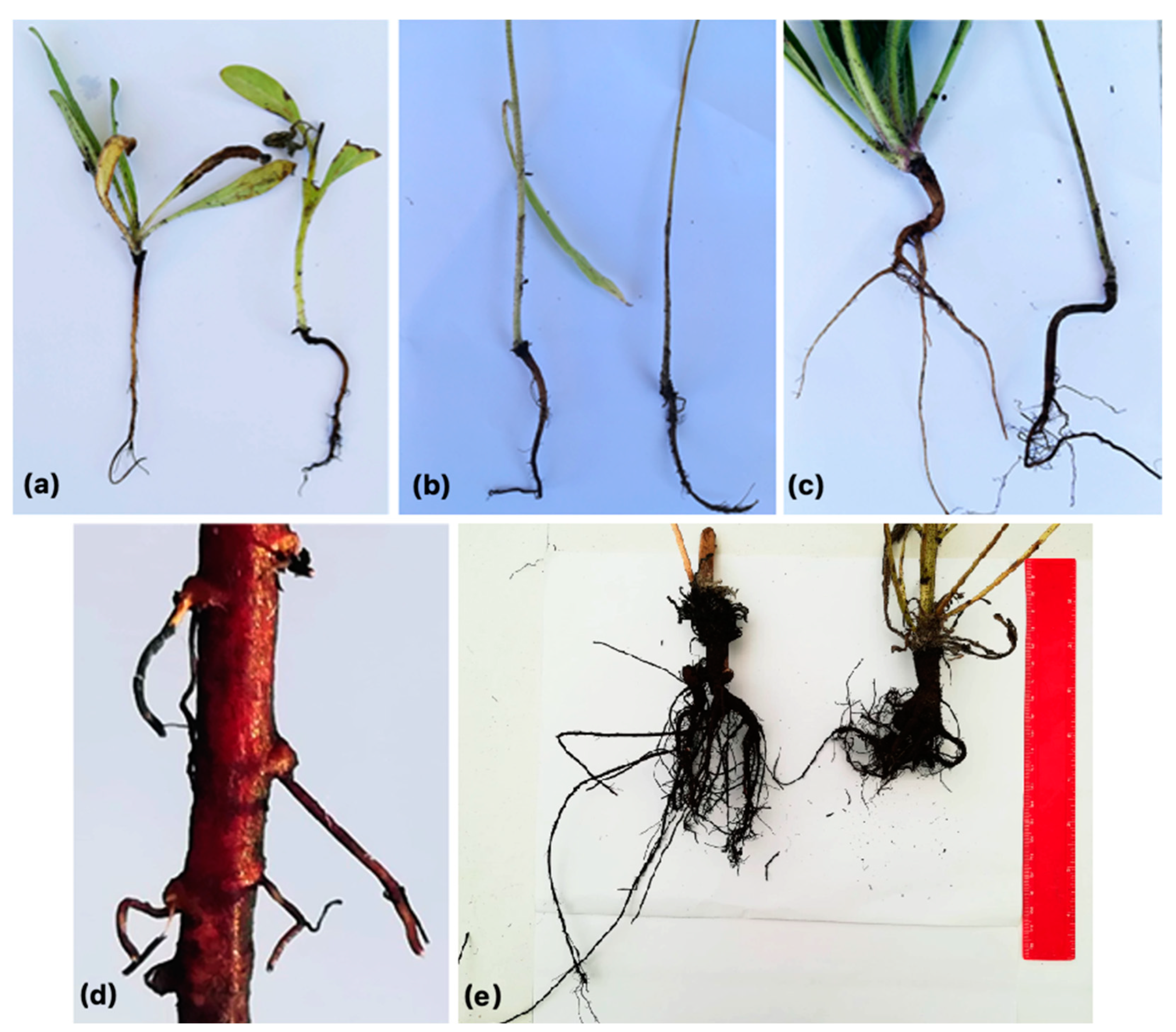 Sustainability 14 09581 g005