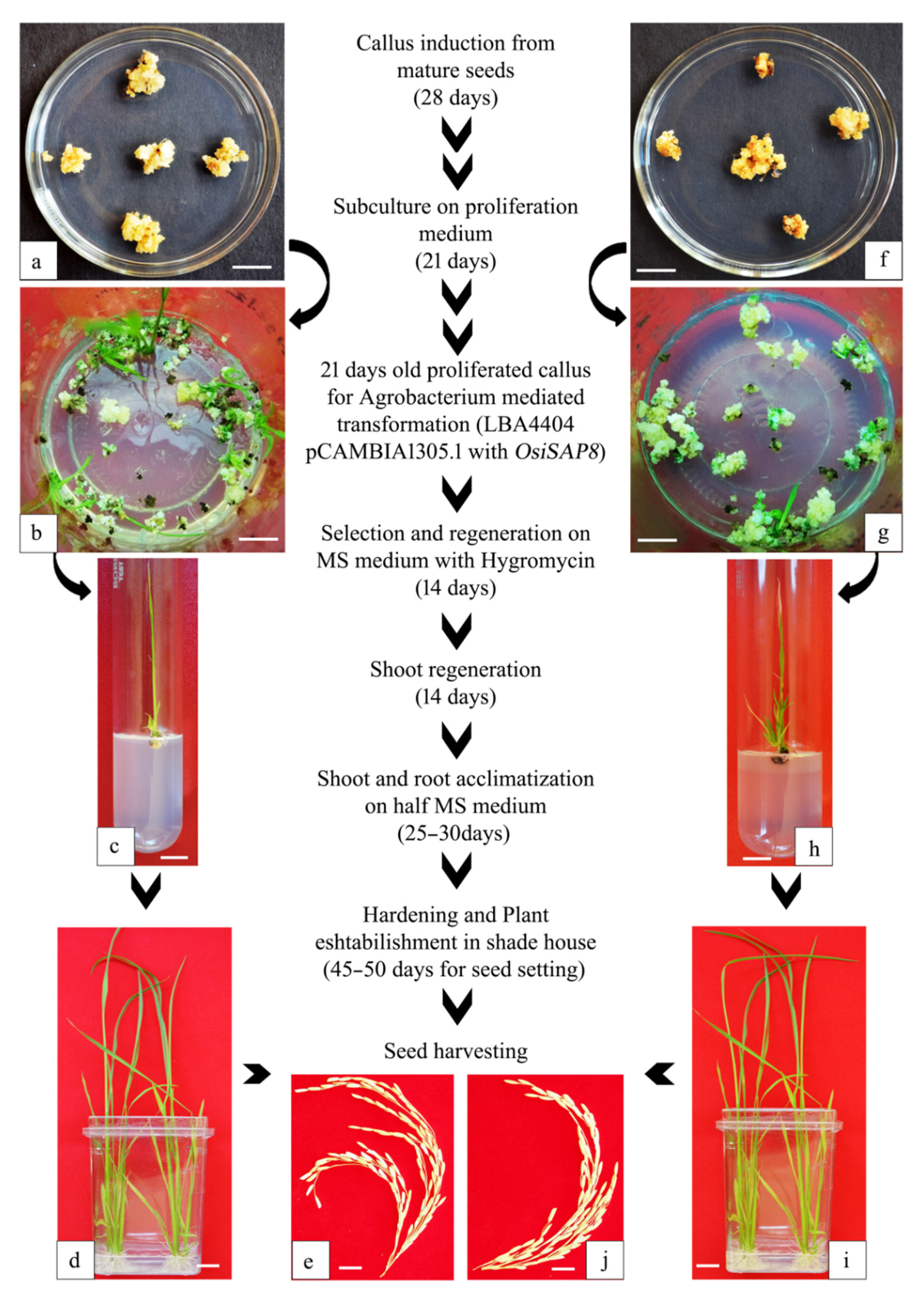 Sustainability 14 10174 g007