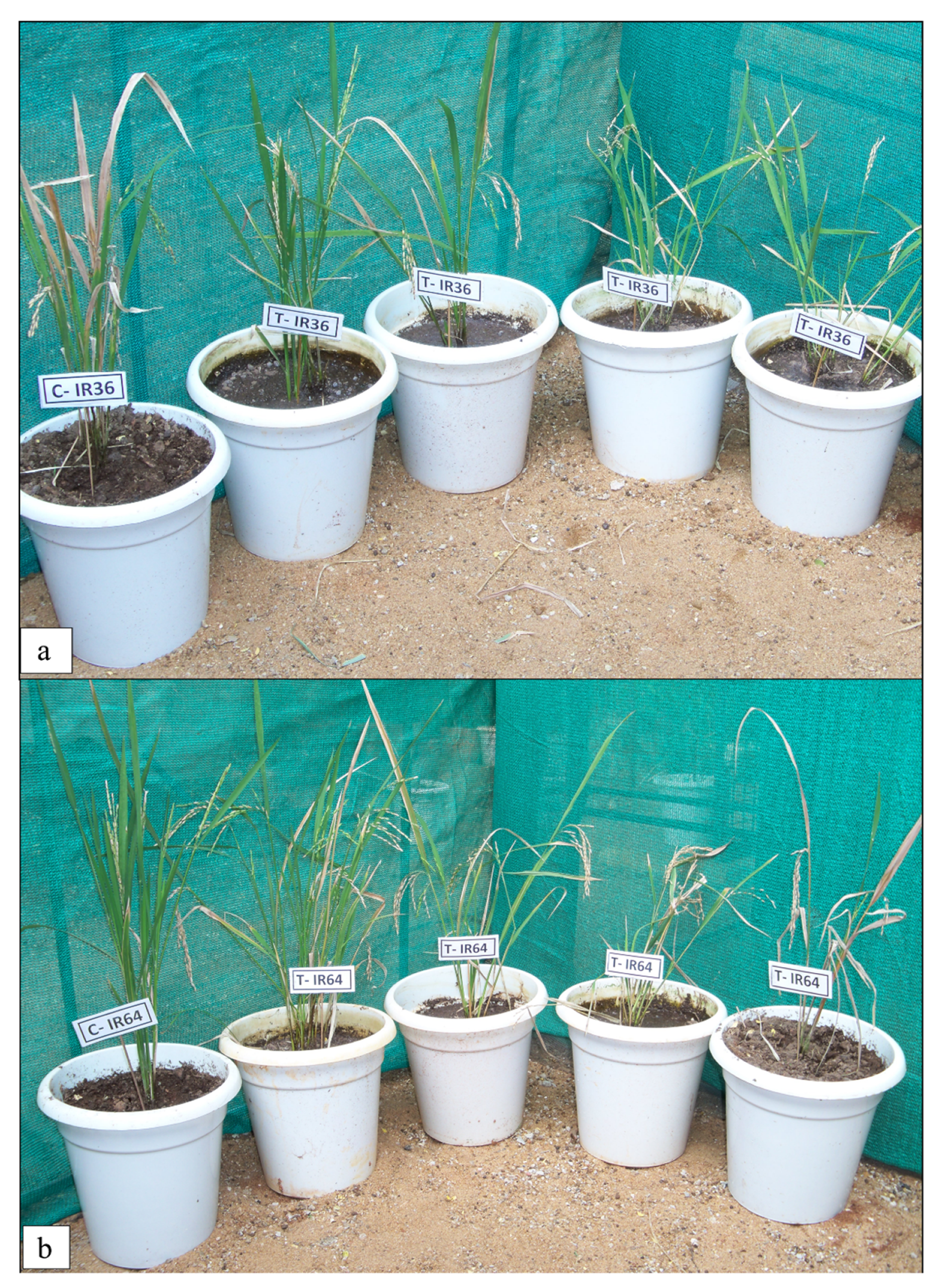 Sustainability 14 10174 g008