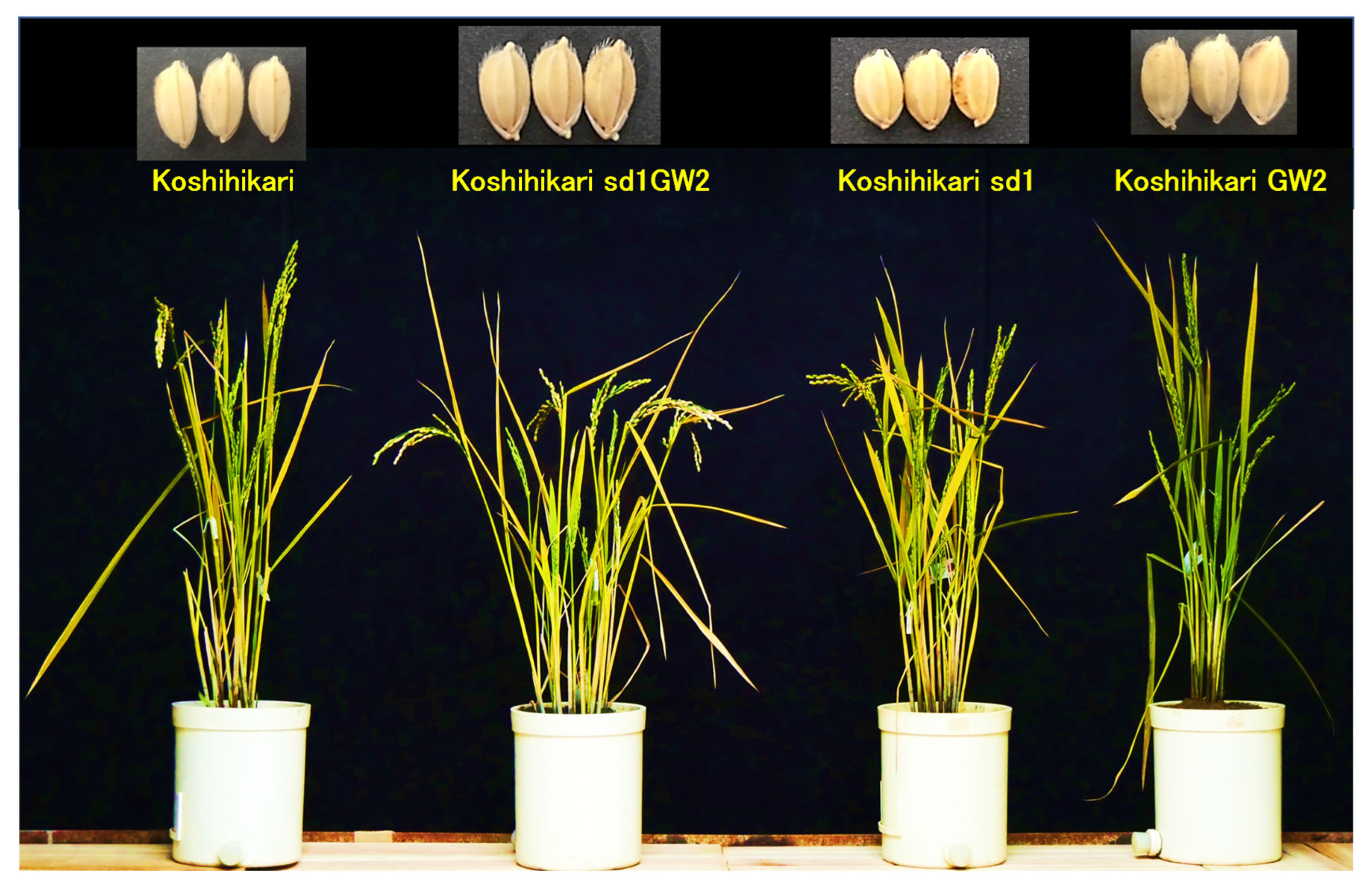 Sustainability 14 11075 g008