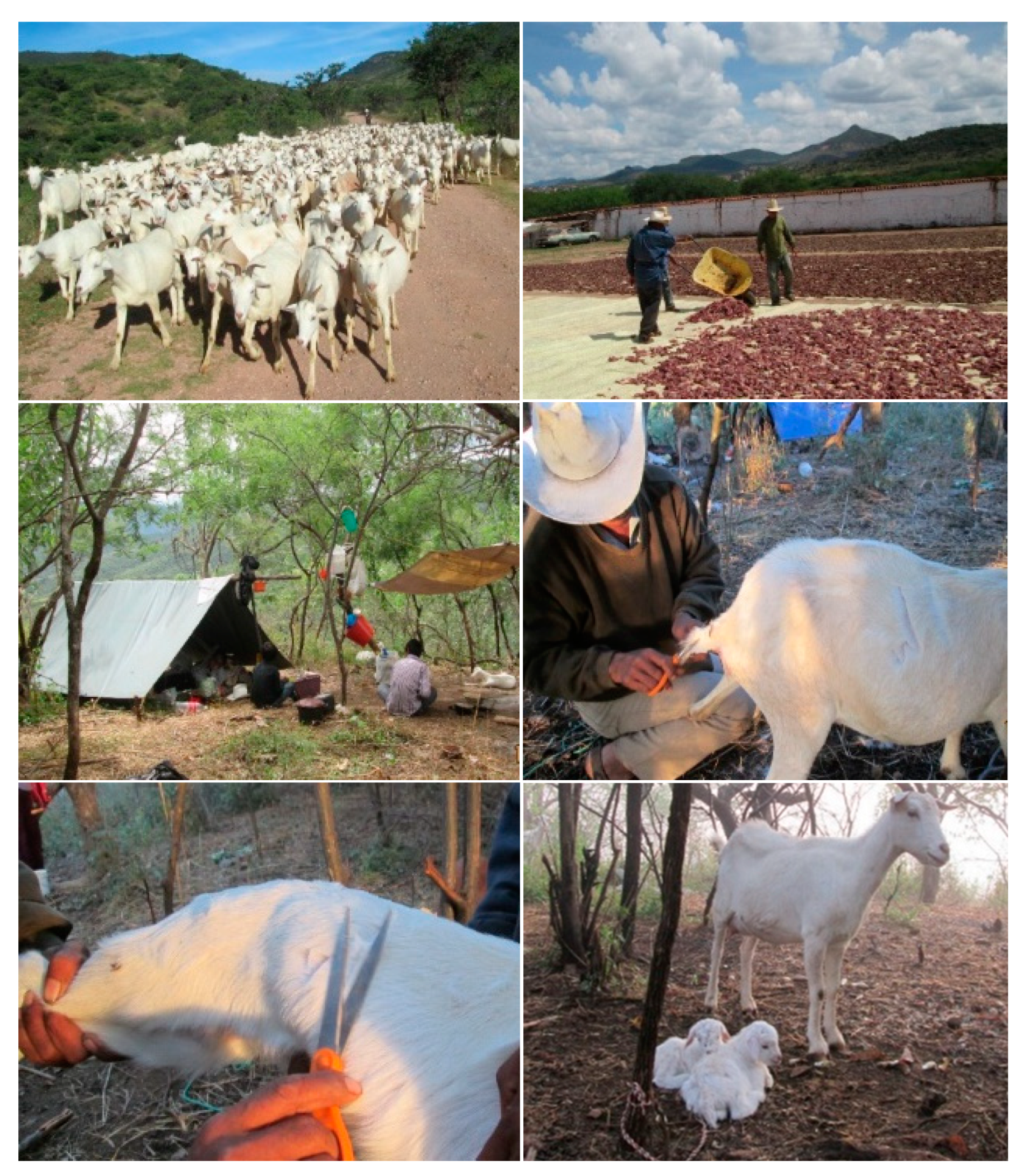 Sustainability 14 11171 g005