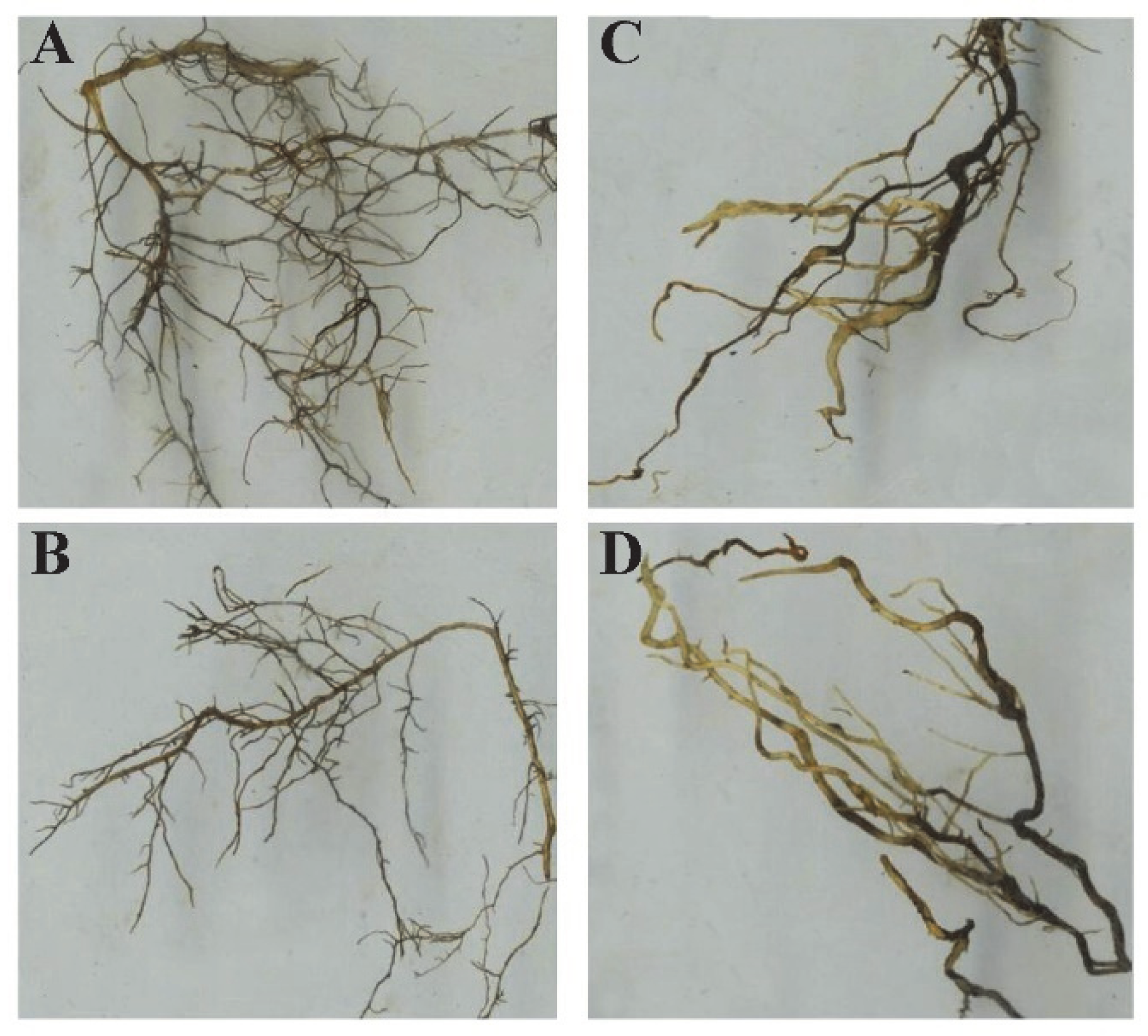 Sustainability 14 11348 g004