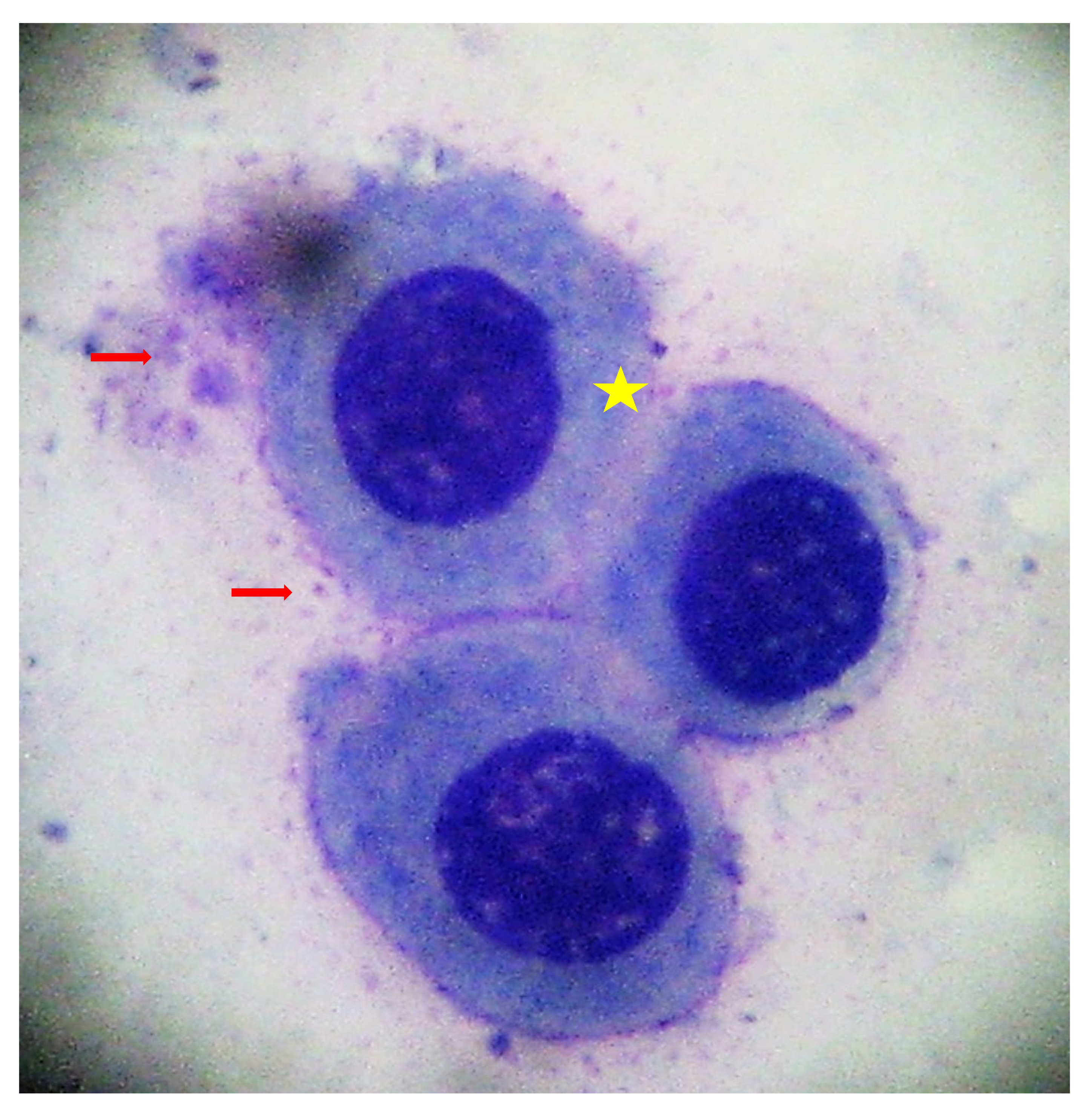 Sustainability 14 12556 g002