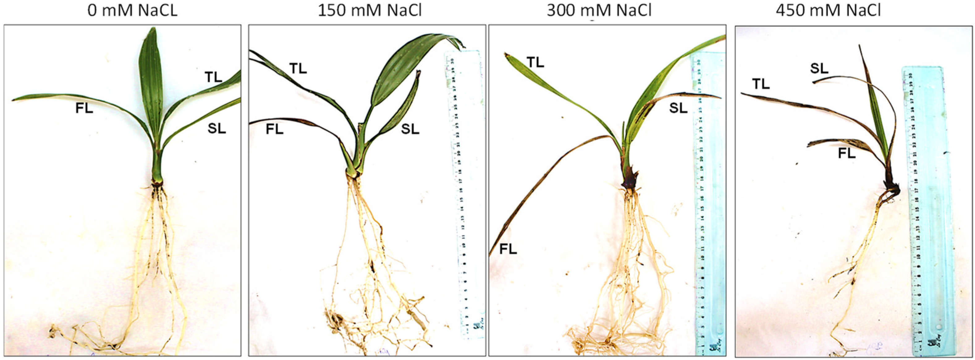 Sustainability 14 12676 g001