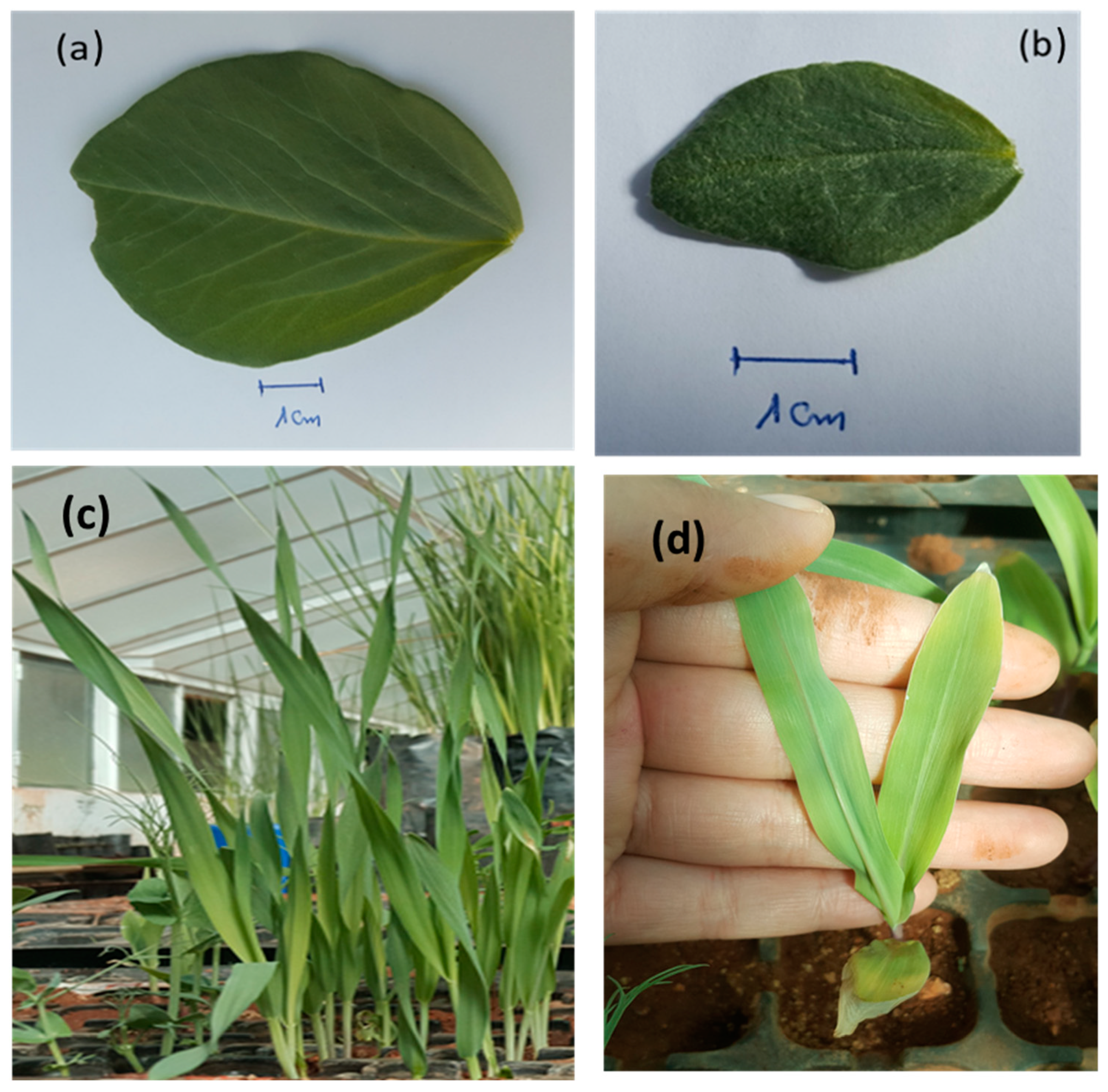 Sustainability 14 13641 g010