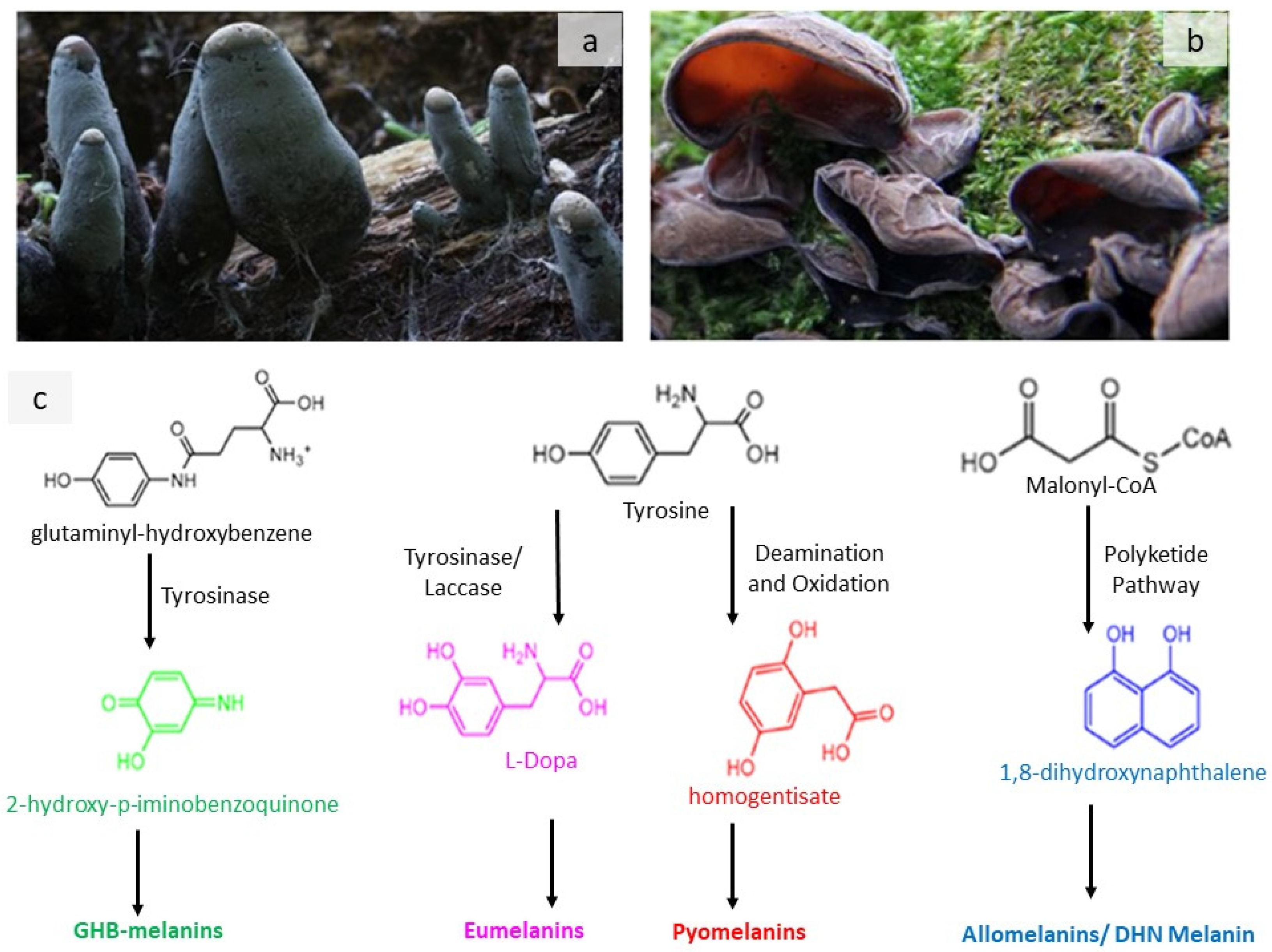 Sustainability 14 13894 g002