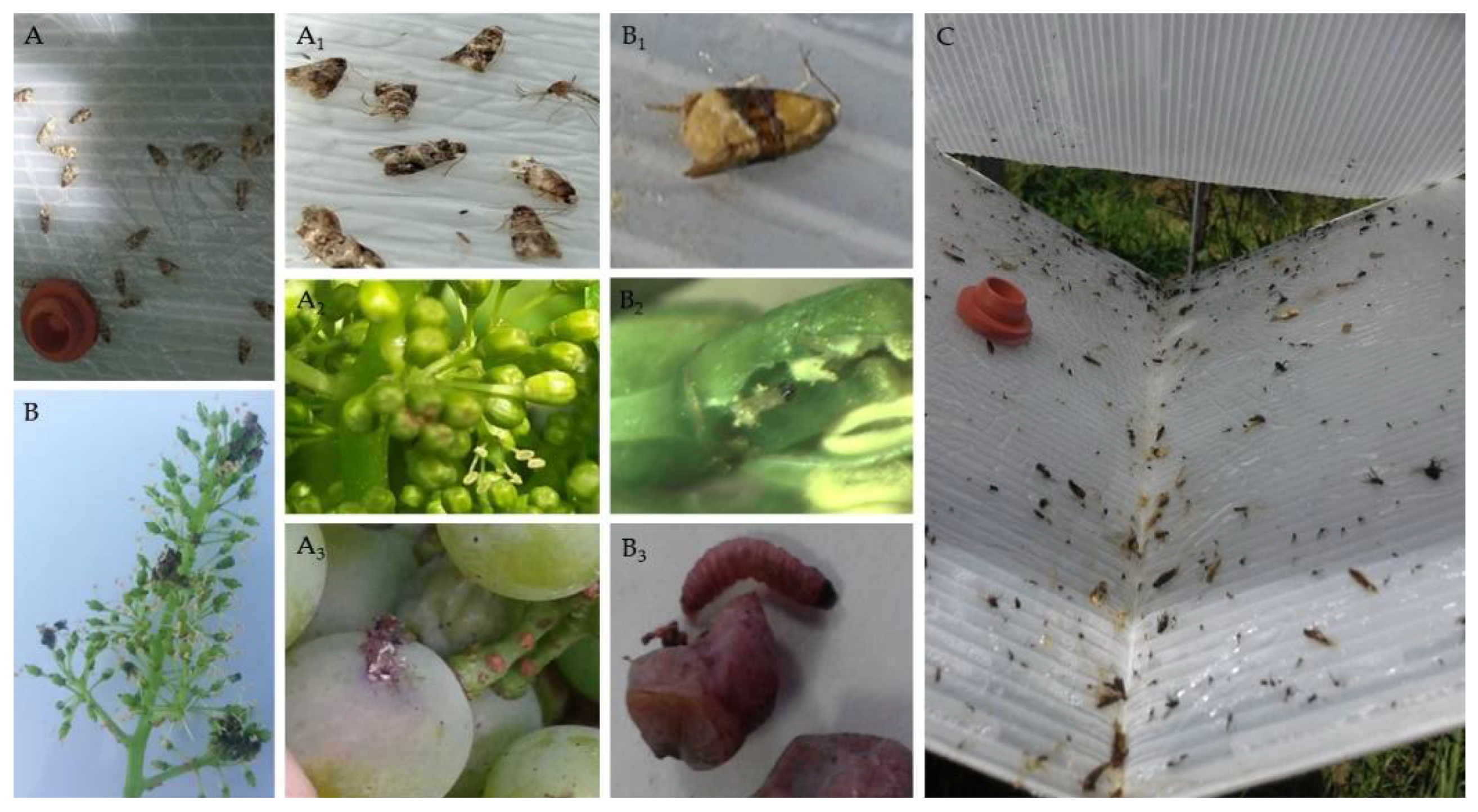 Sustainability 14 14554 g002