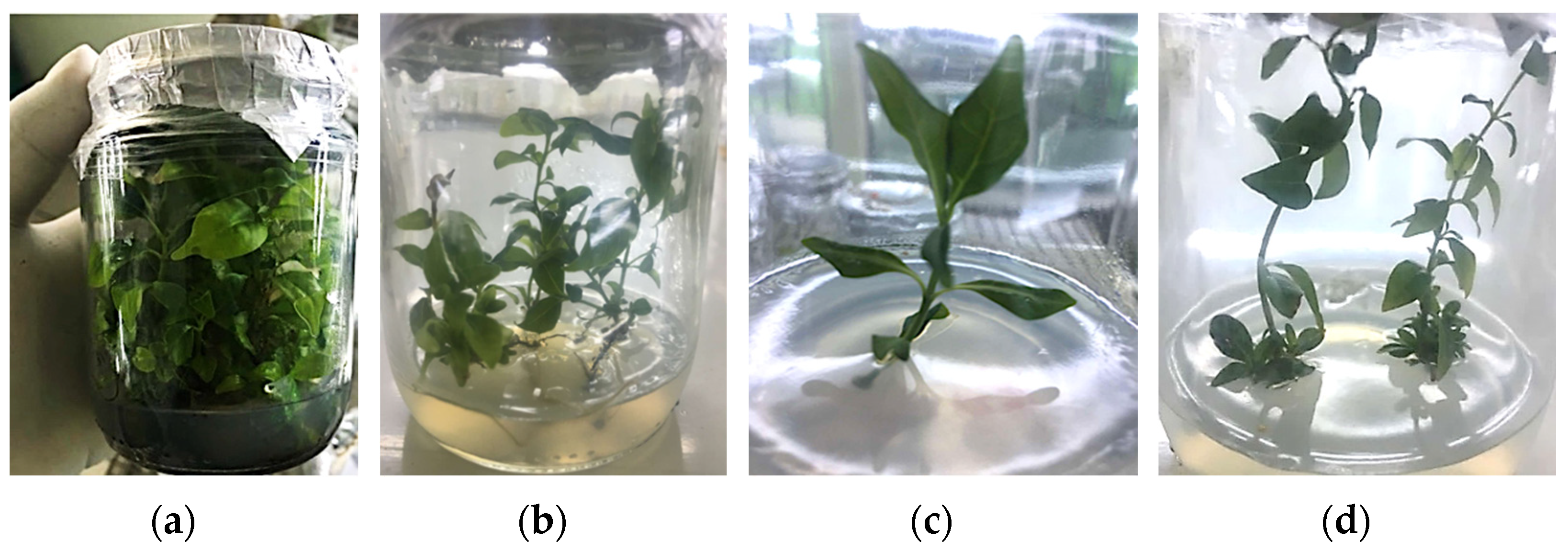 Sustainability 14 14720 g001