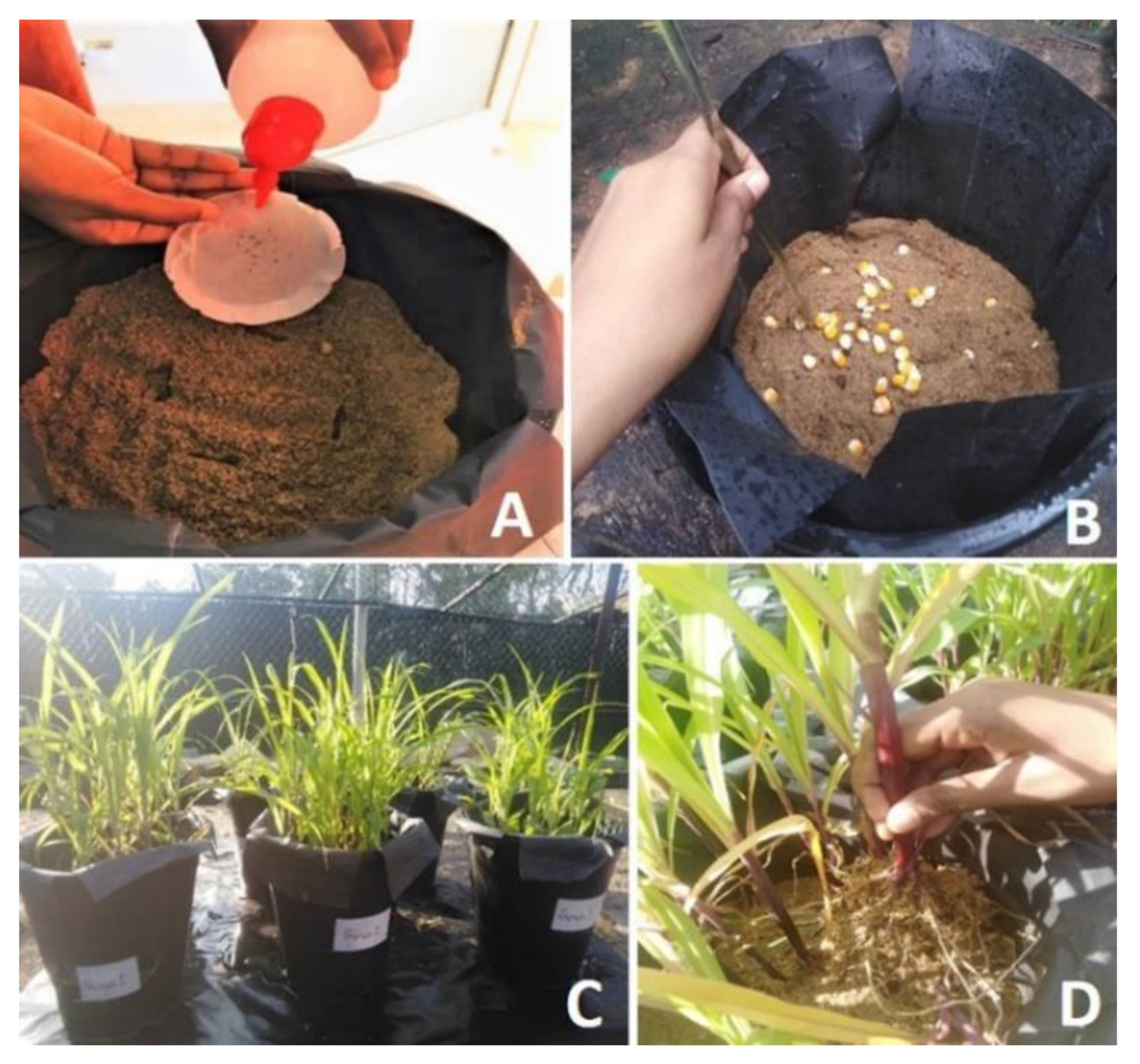 Sustainability 14 16537 g002