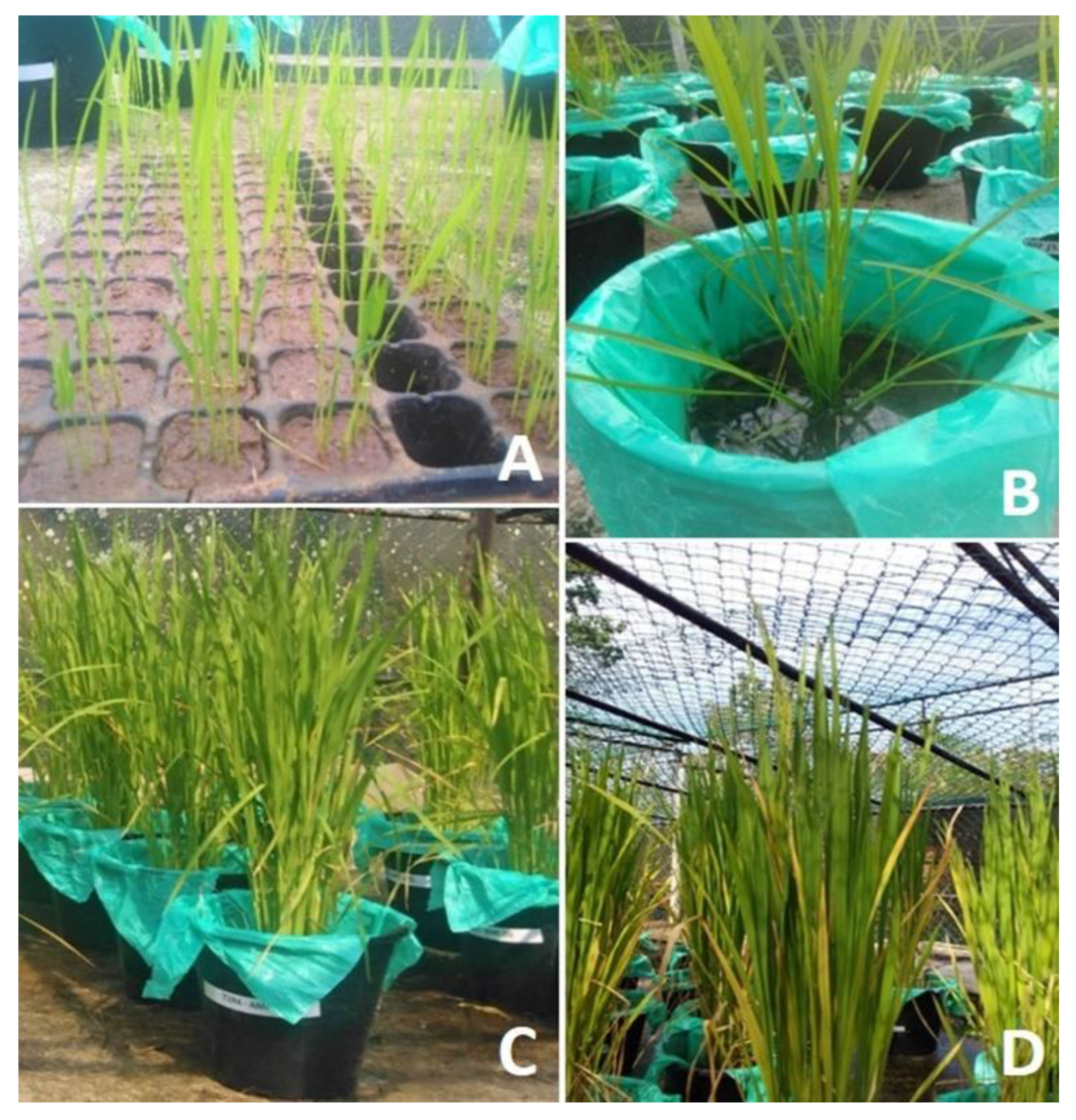 Sustainability 14 16537 g003