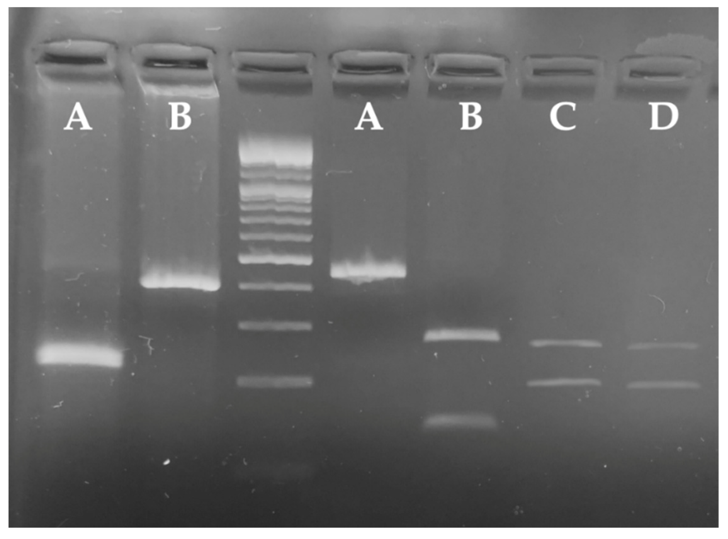 Sustainability 14 16763 g006