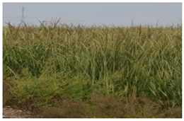 Sustainability 15 01373 i002 Sustainability 15 01373 i002