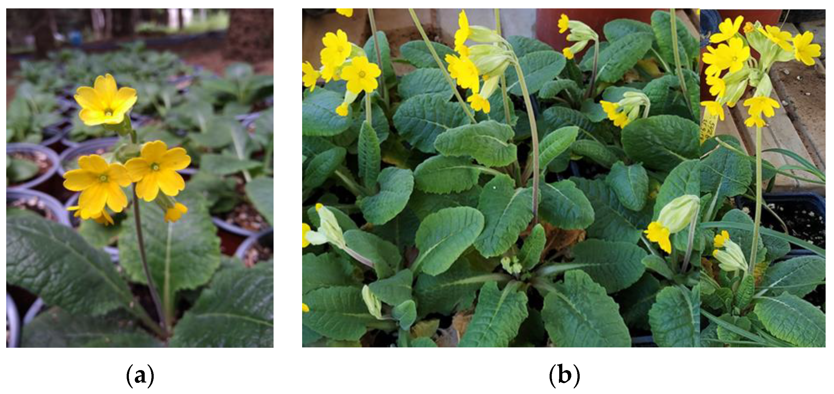 Sustainability 15 02452 g001