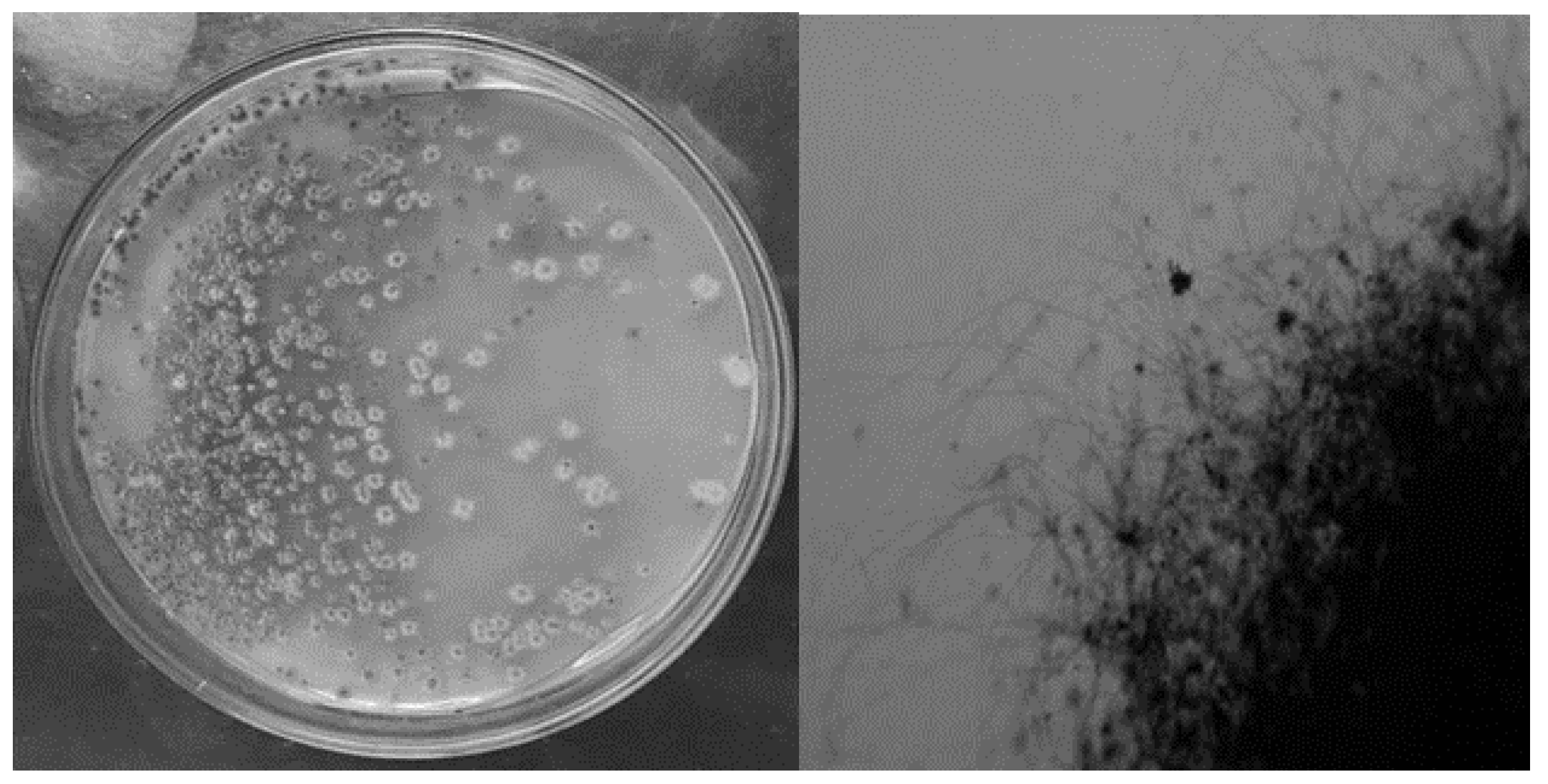 Sustainability 15 02709 g001