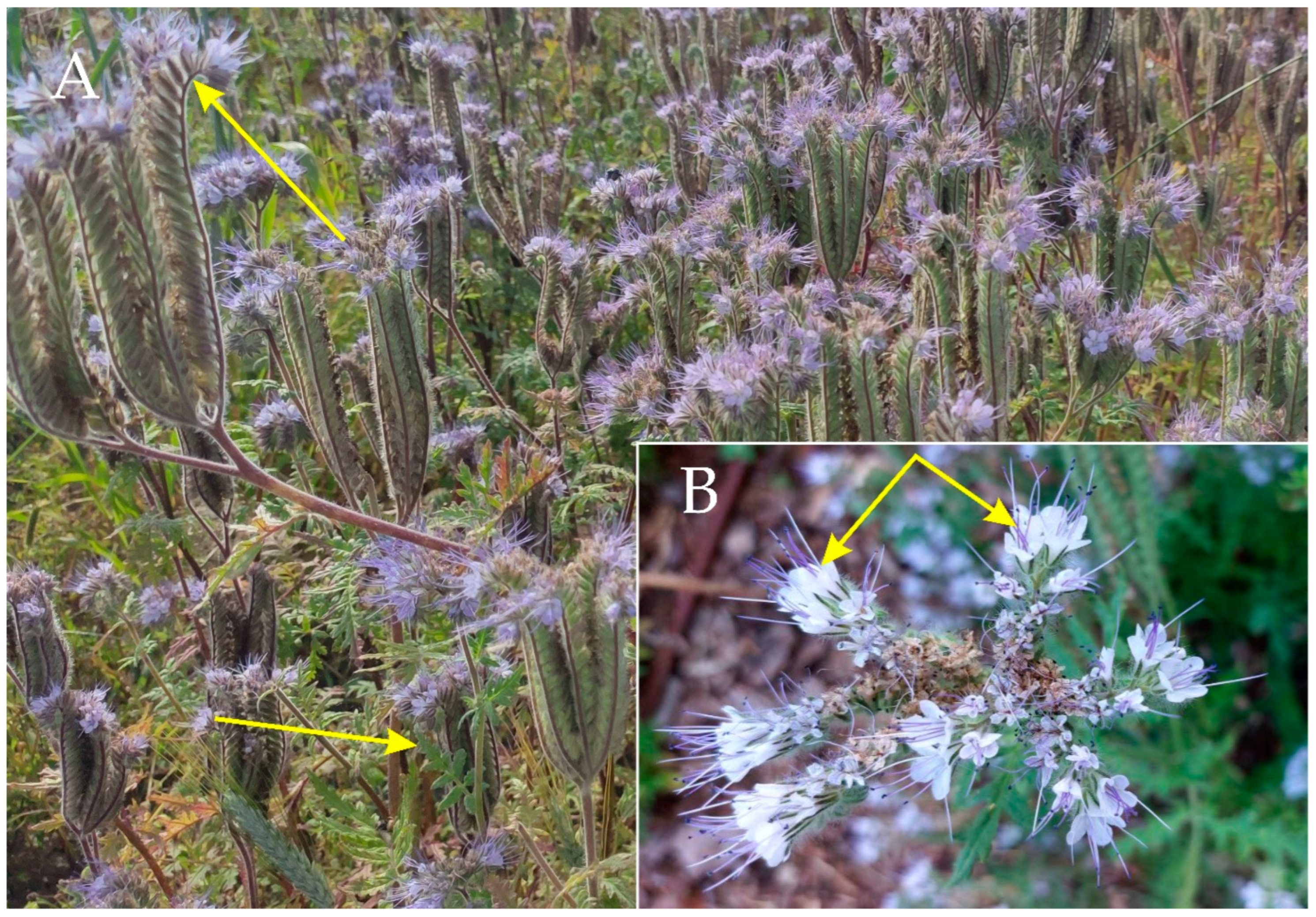 Sustainability 15 03061 g001