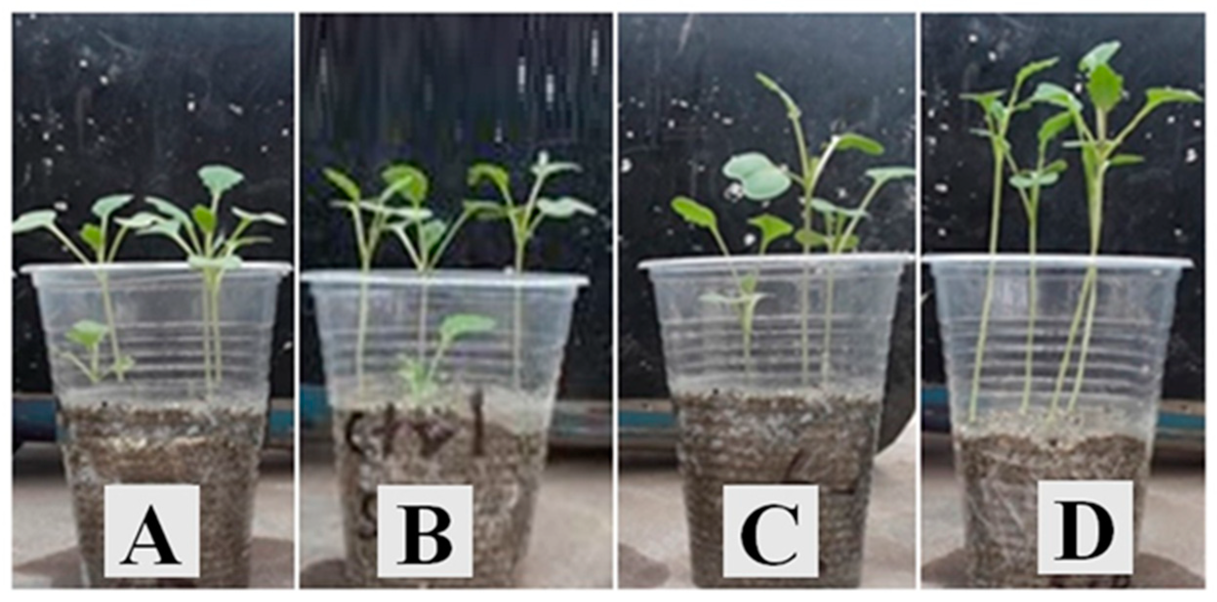 Sustainability 15 03126 g003