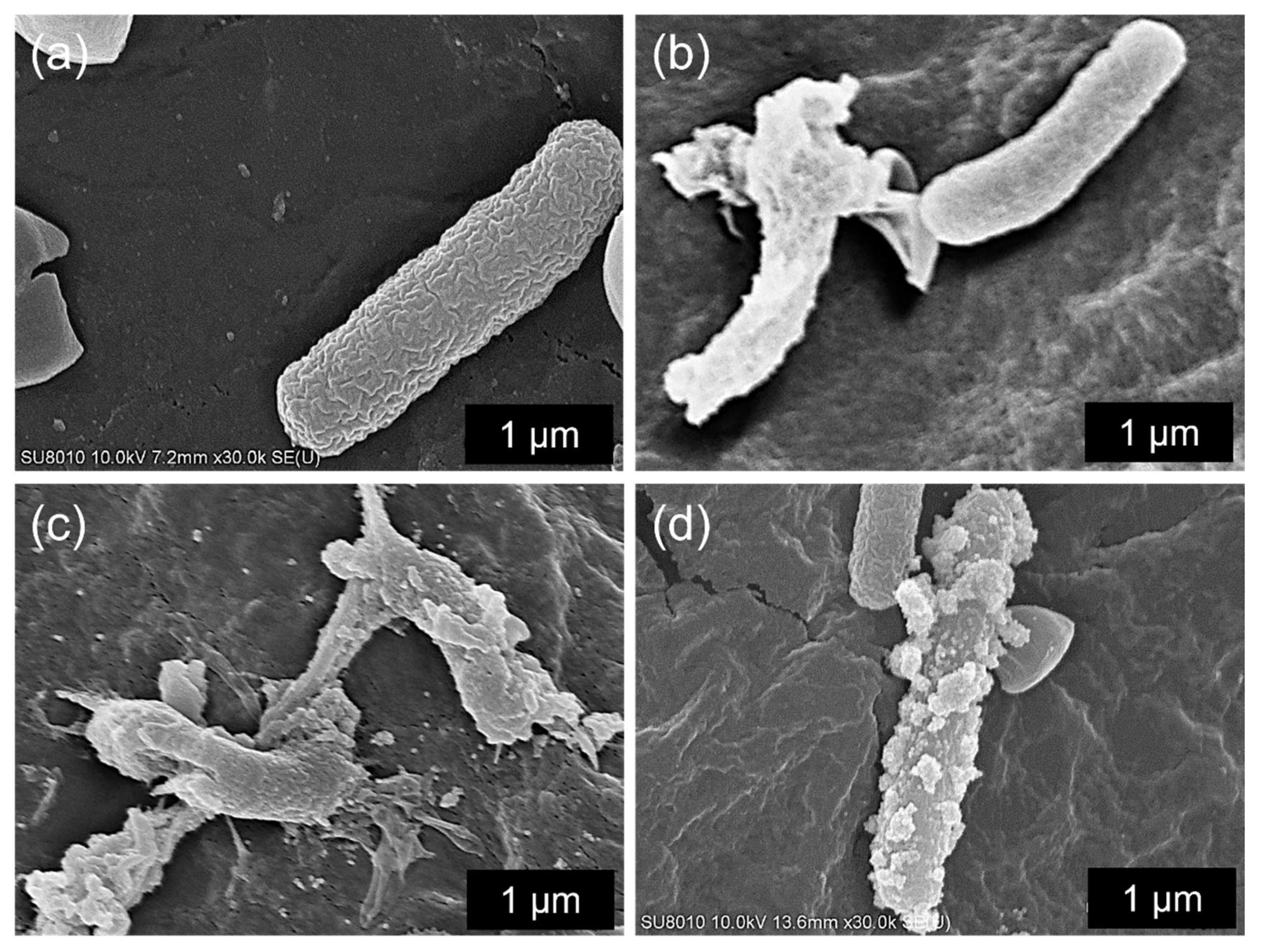 Sustainability 15 03621 g005