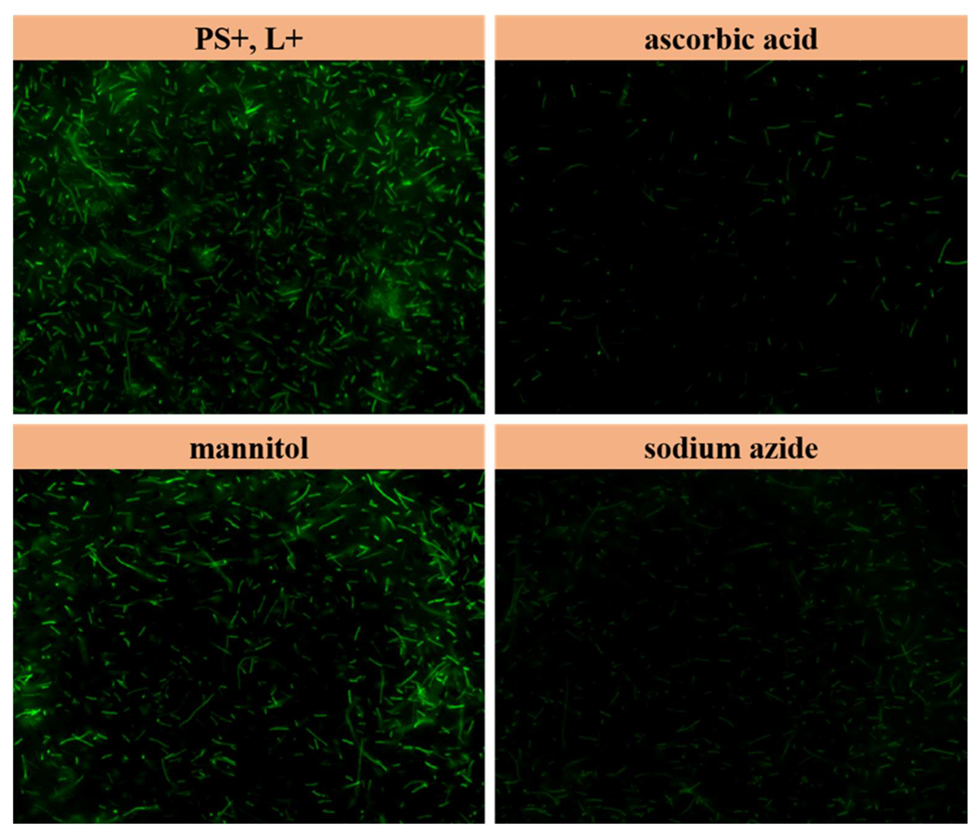 Sustainability 15 03621 g009