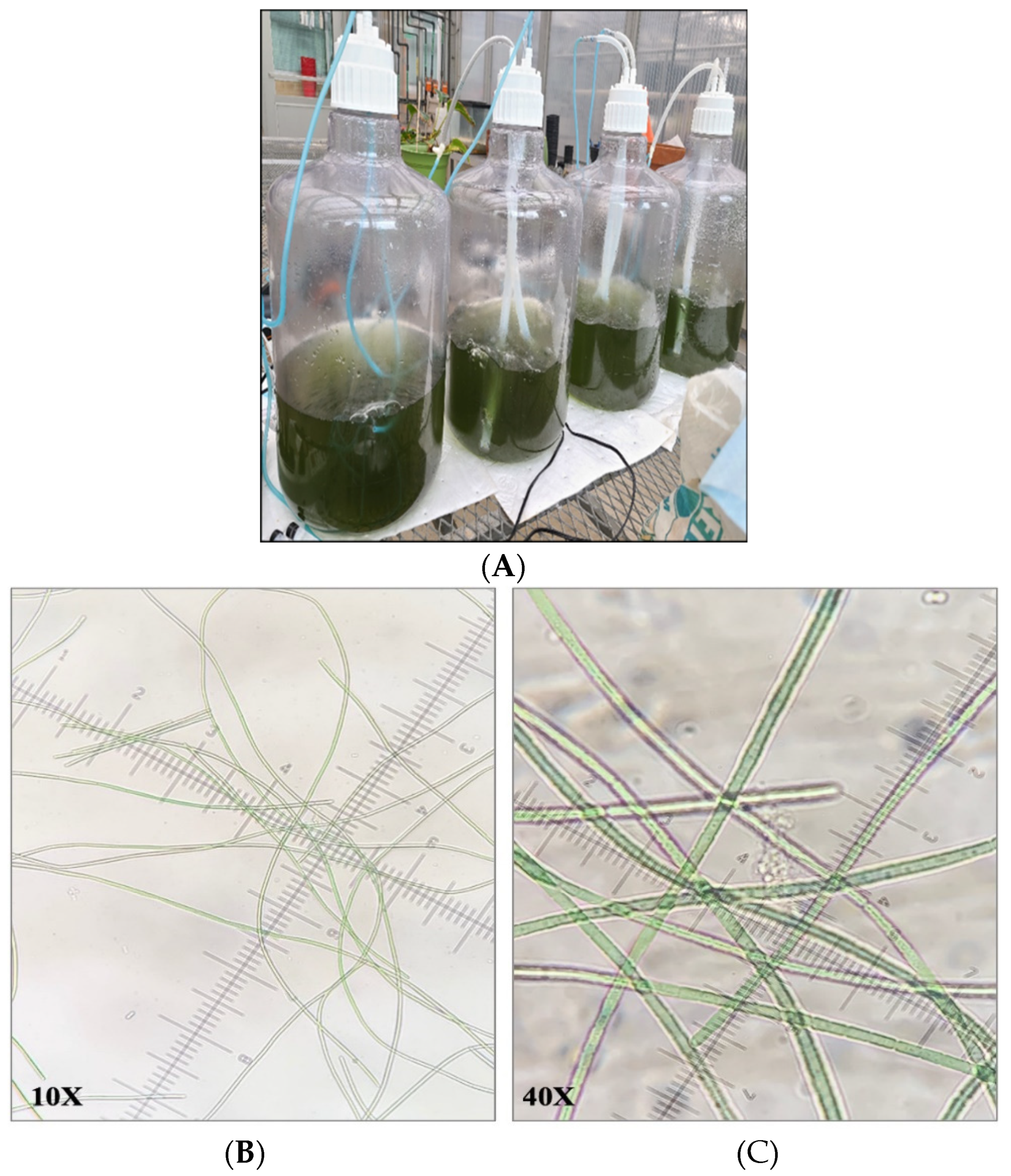 Sustainability 15 04878 g001
