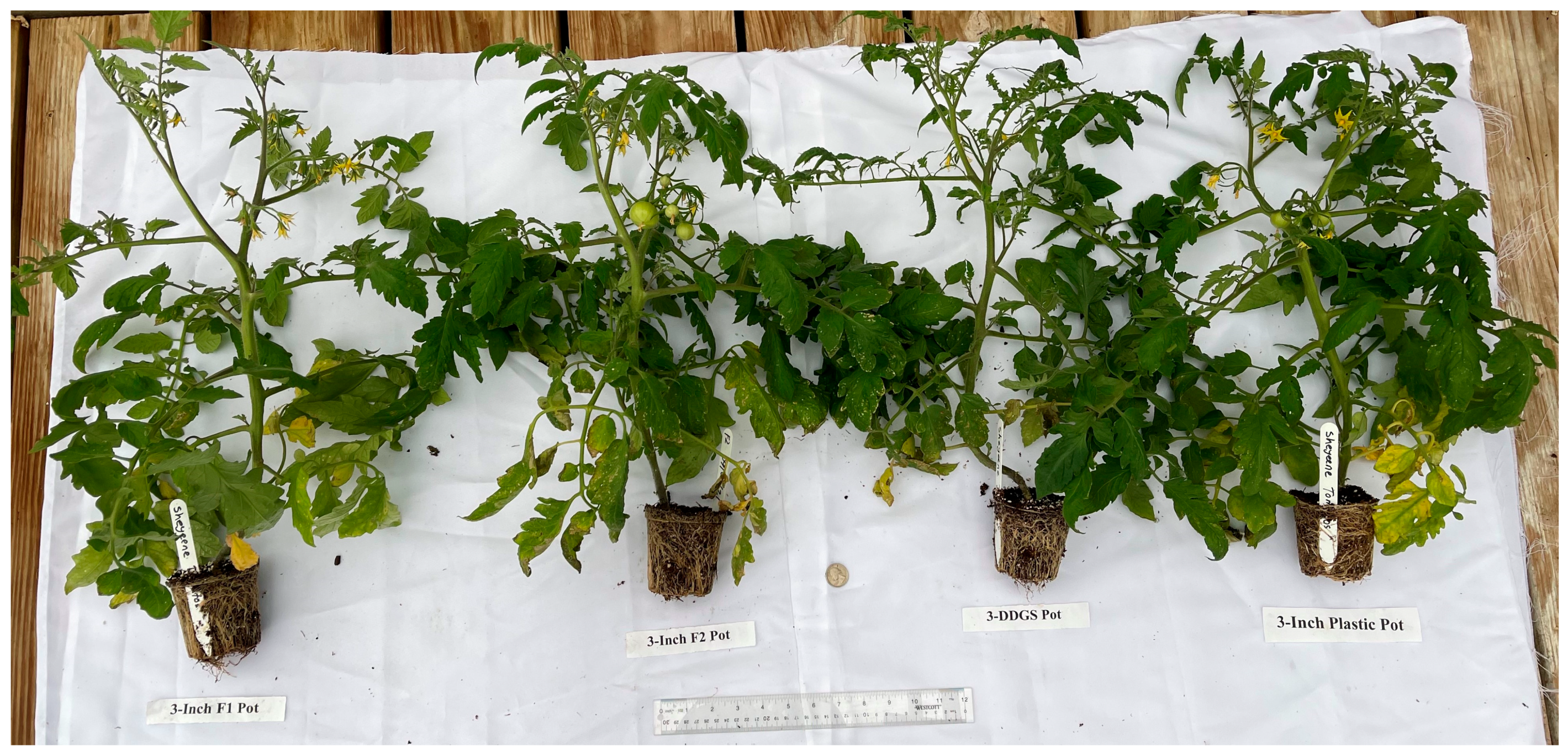 Sustainability 15 05373 g006