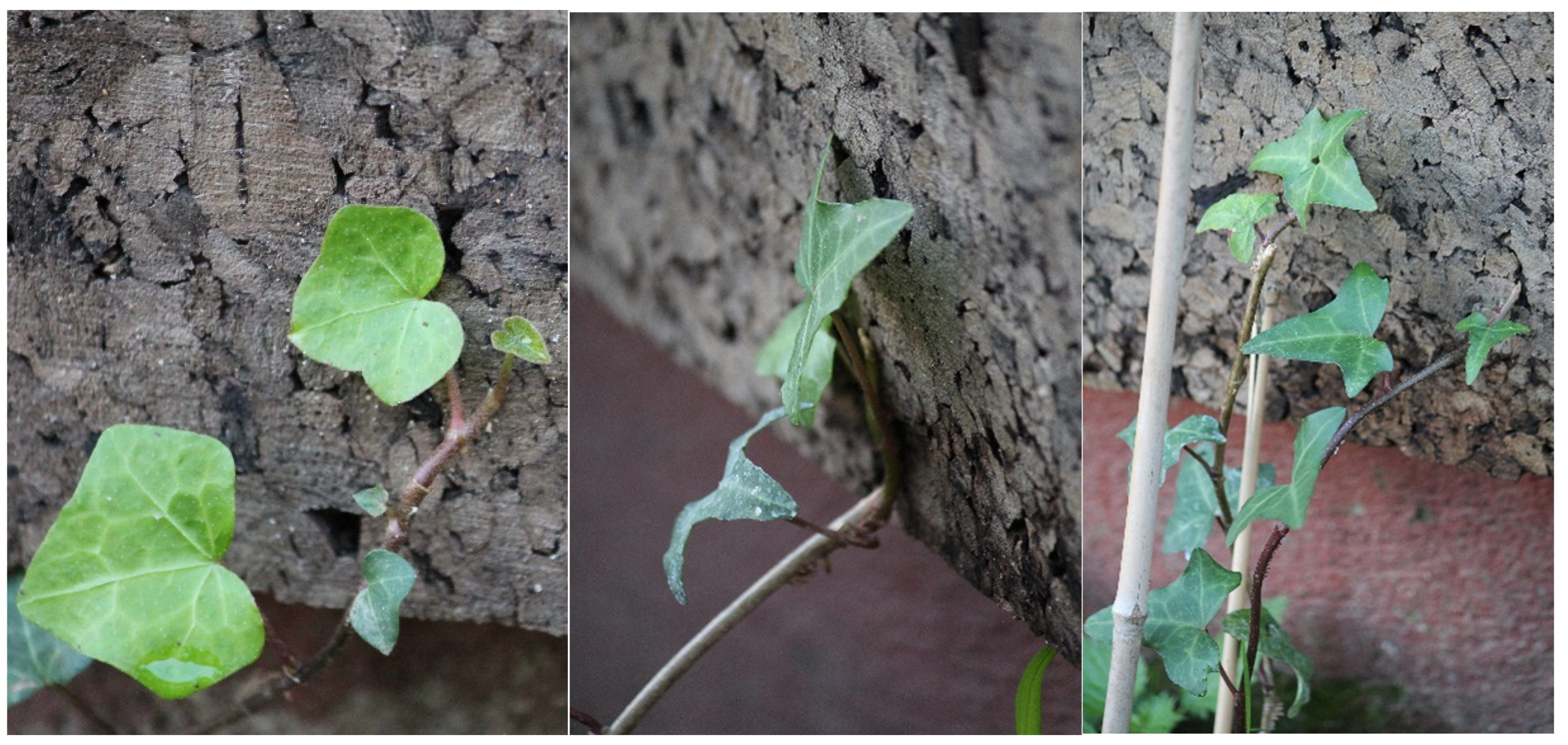 Sustainability 15 05446 g004