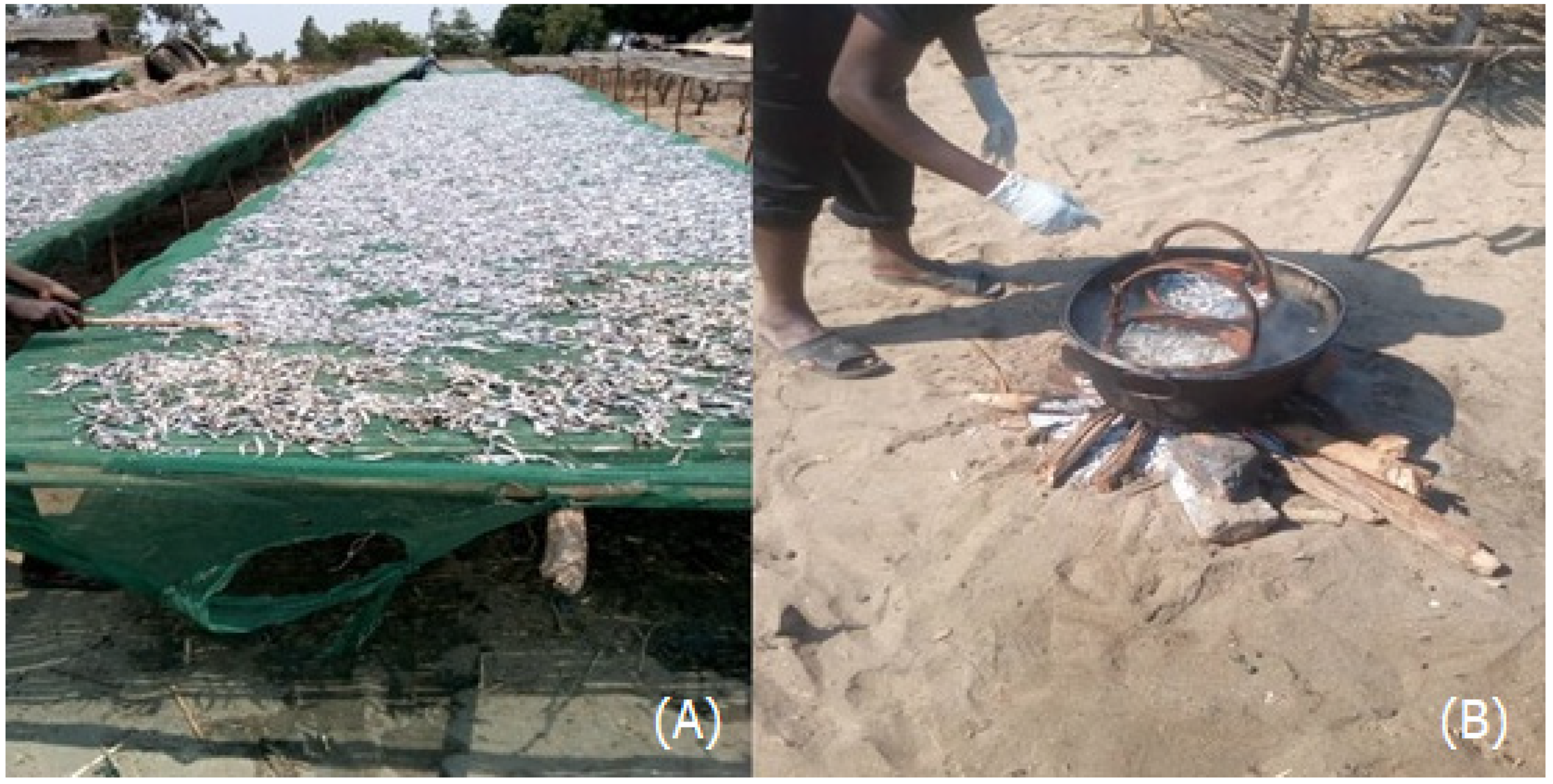 Sustainability 15 05559 g002