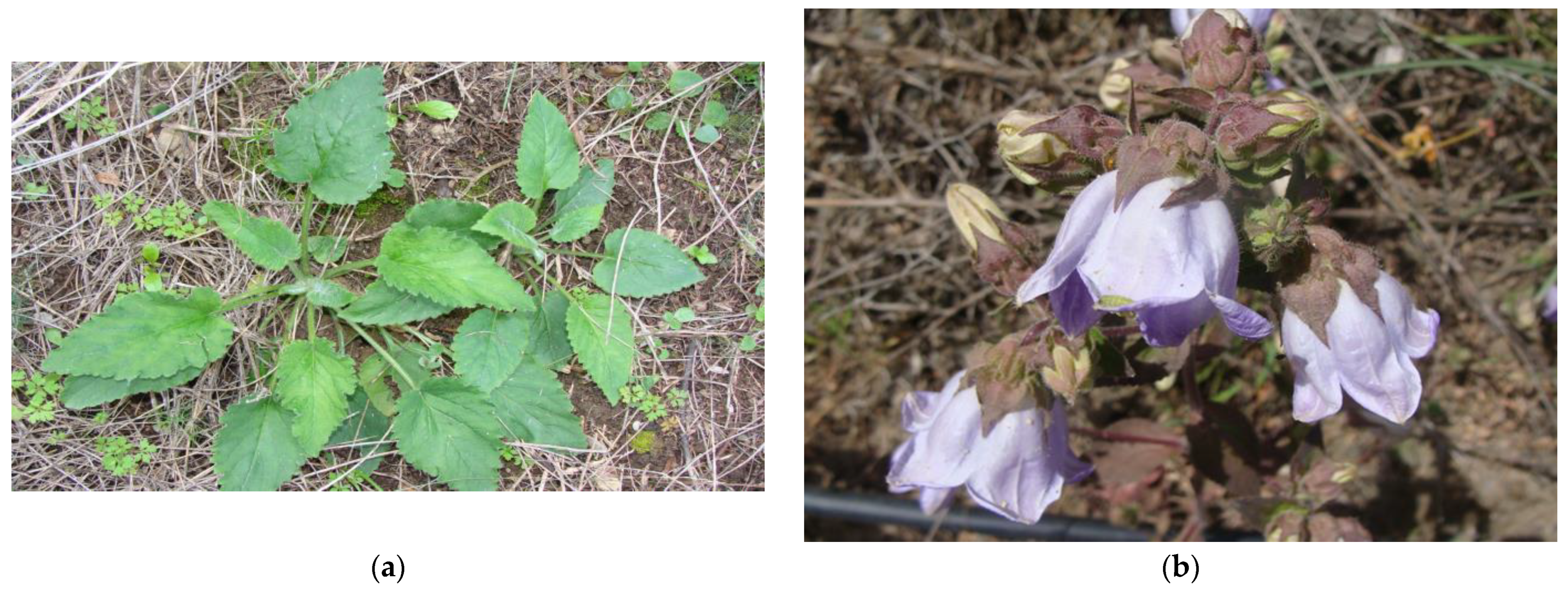 Sustainability 15 07404 g001