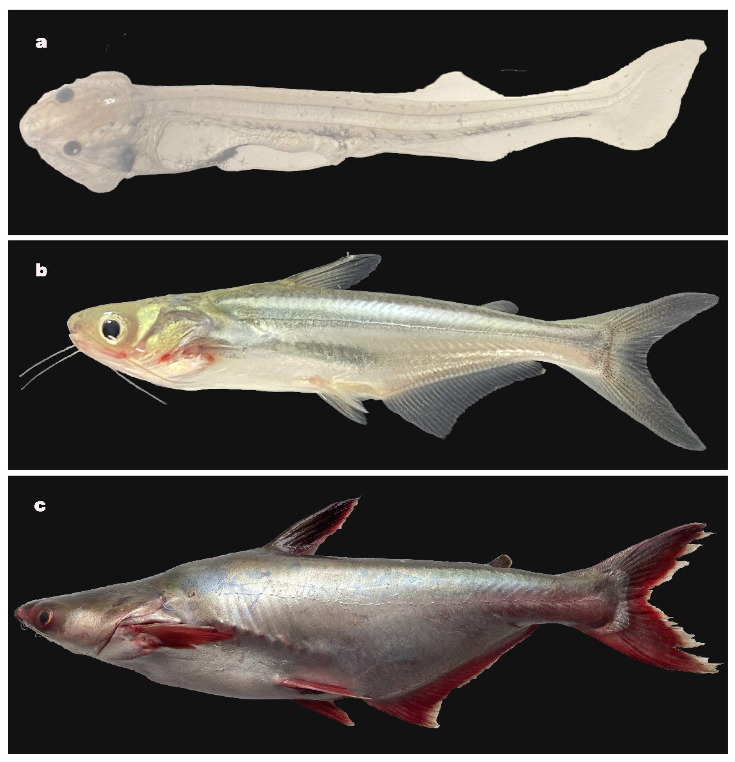 Sustainability 15 09103 g001