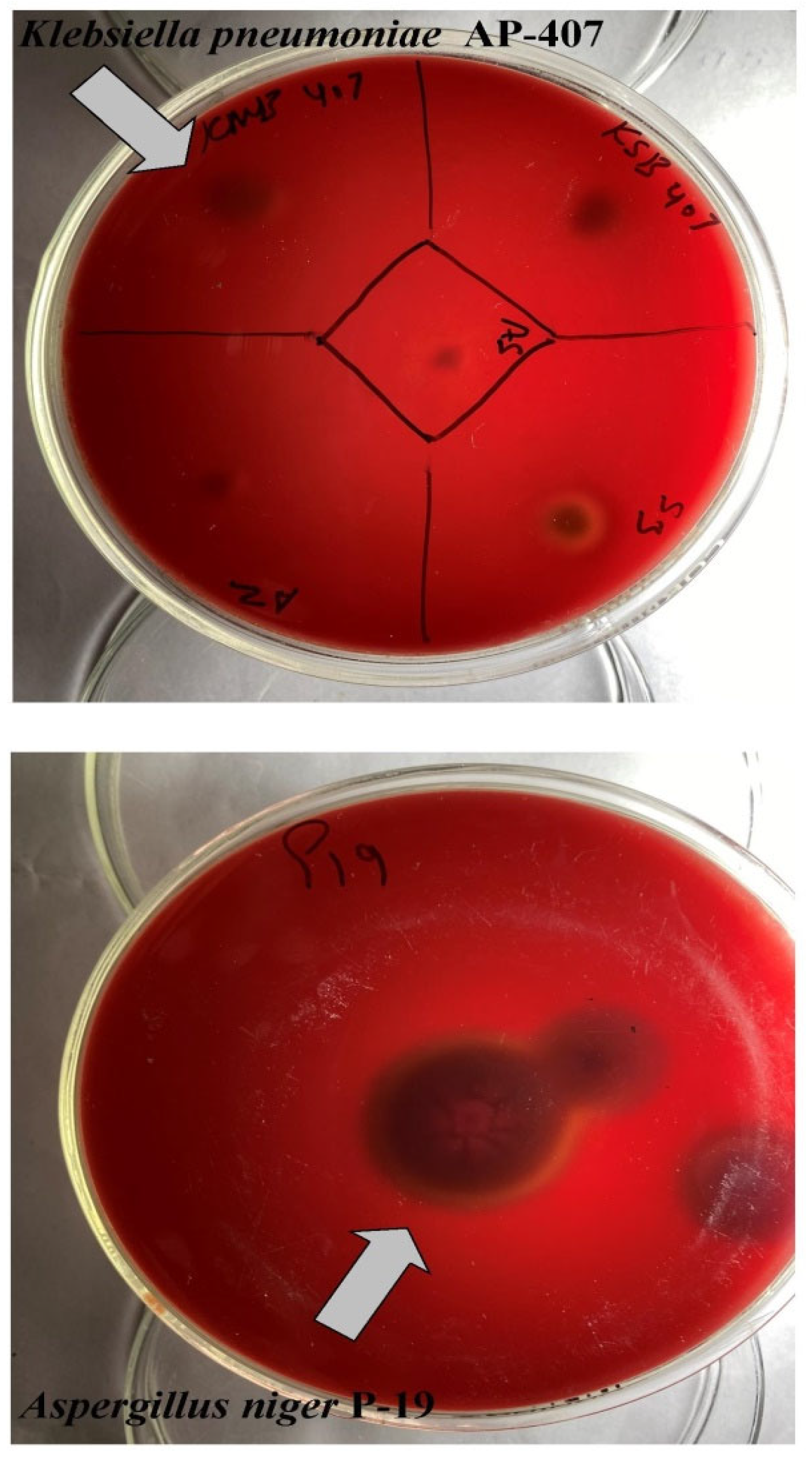 Sustainability 15 09182 g002 Sustainability 15 09182 g002