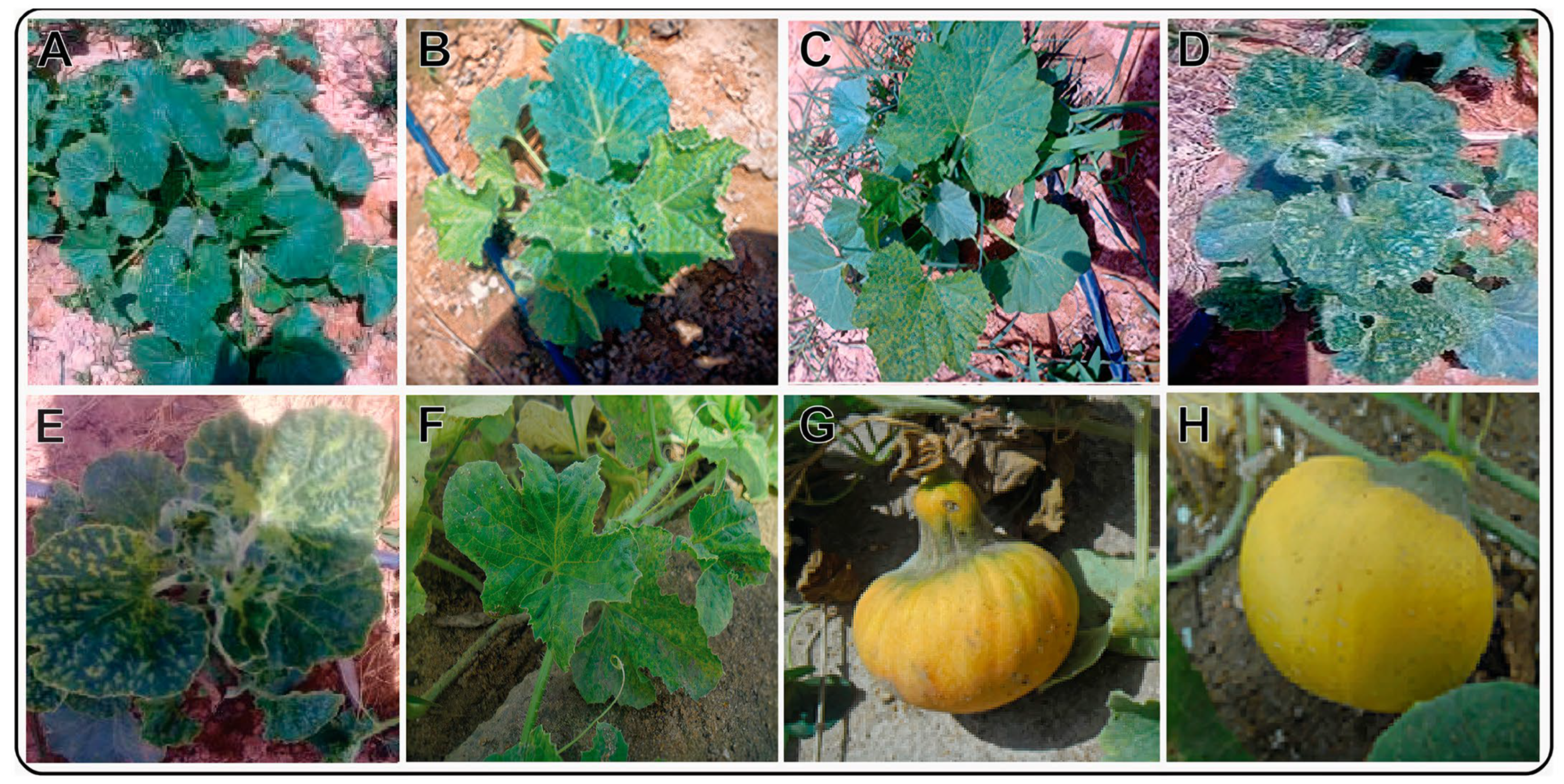 Sustainability 15 09751 g001