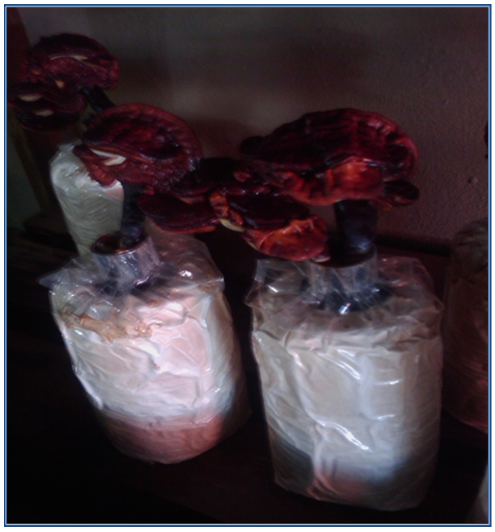 Sustainability 15 09929 g001