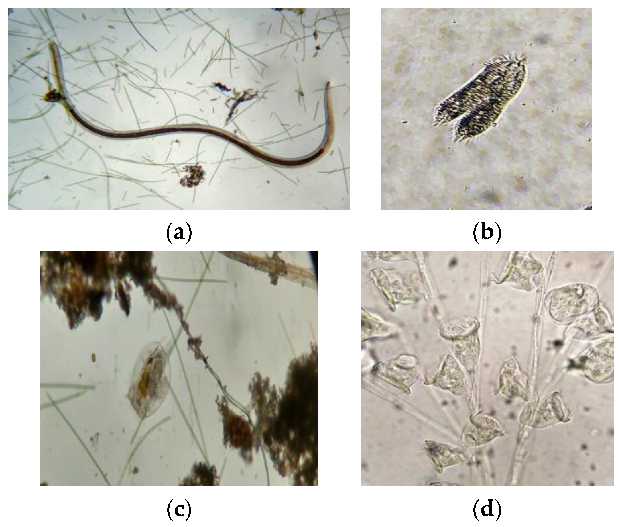 Sustainability 15 10350 g006