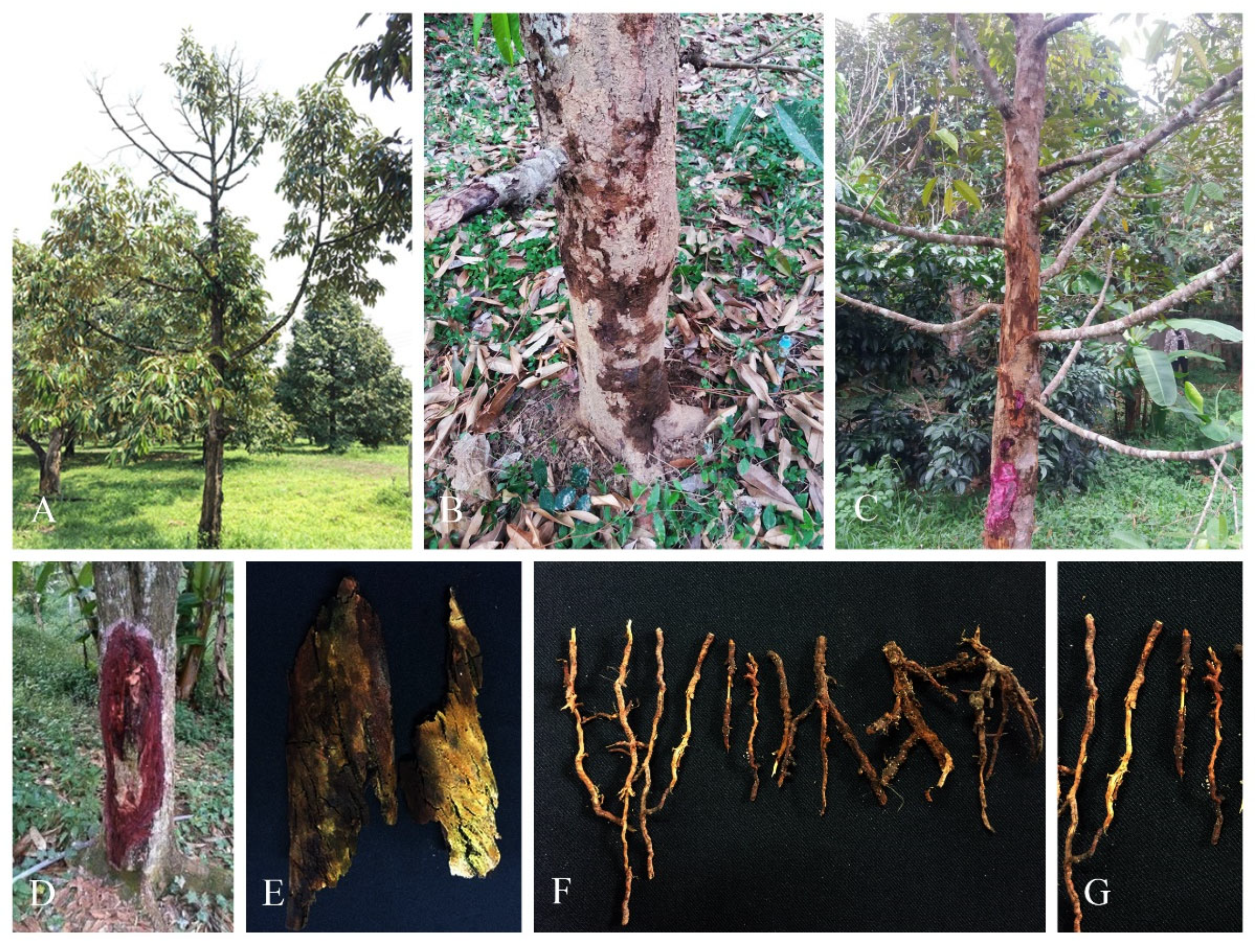 Sustainability 15 10842 g001