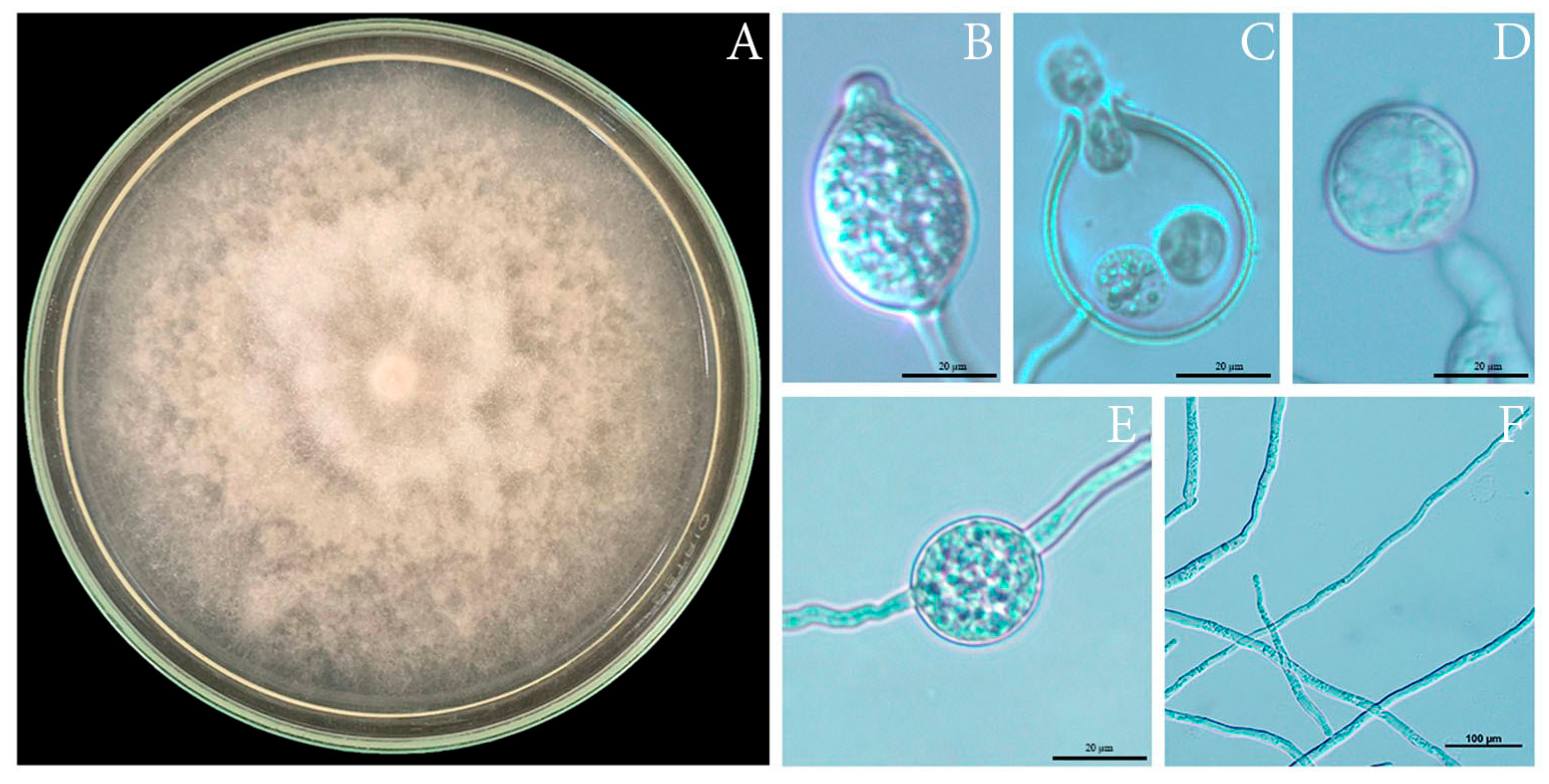 Sustainability 15 10842 g002