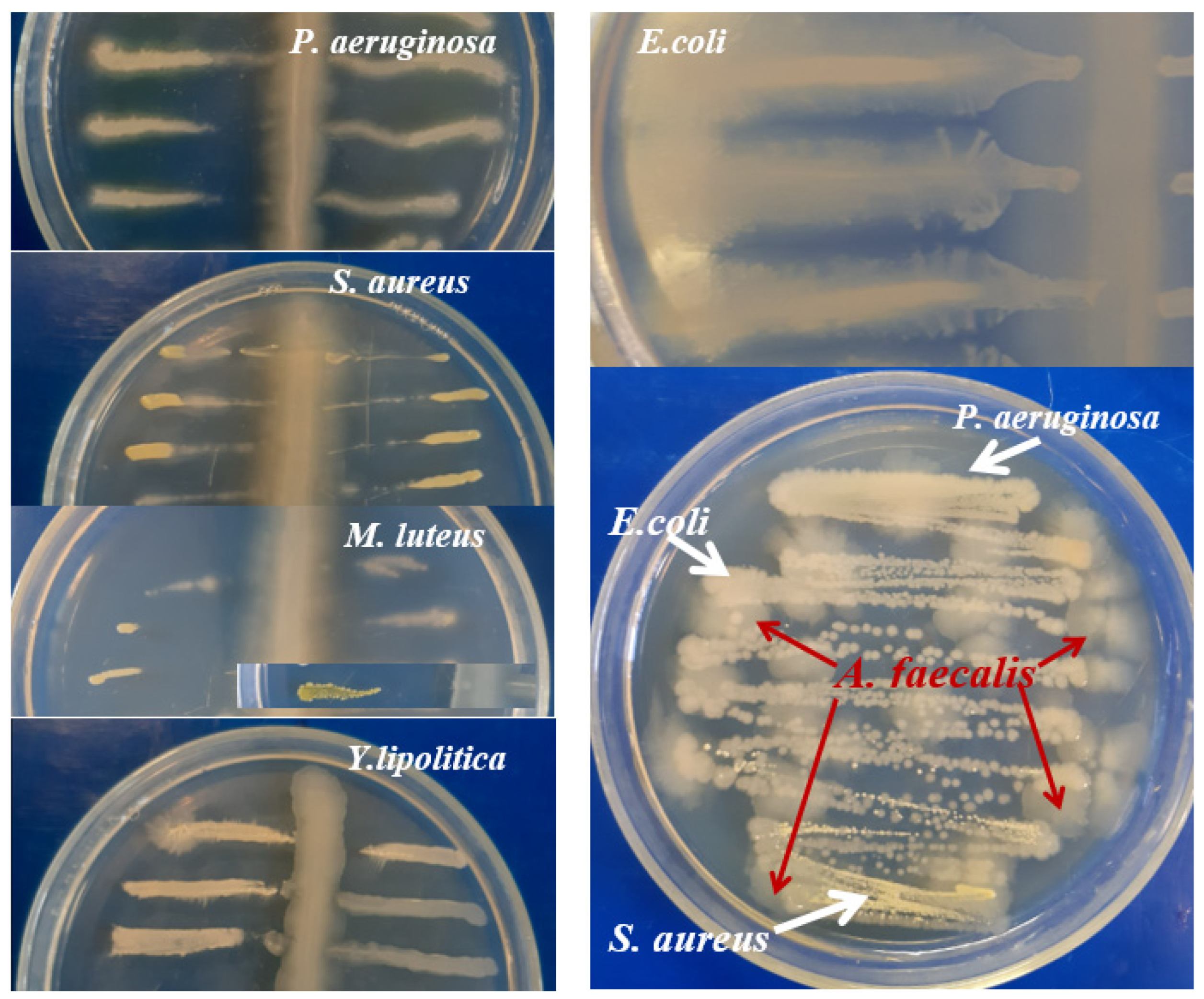 Sustainability 15 12580 g002