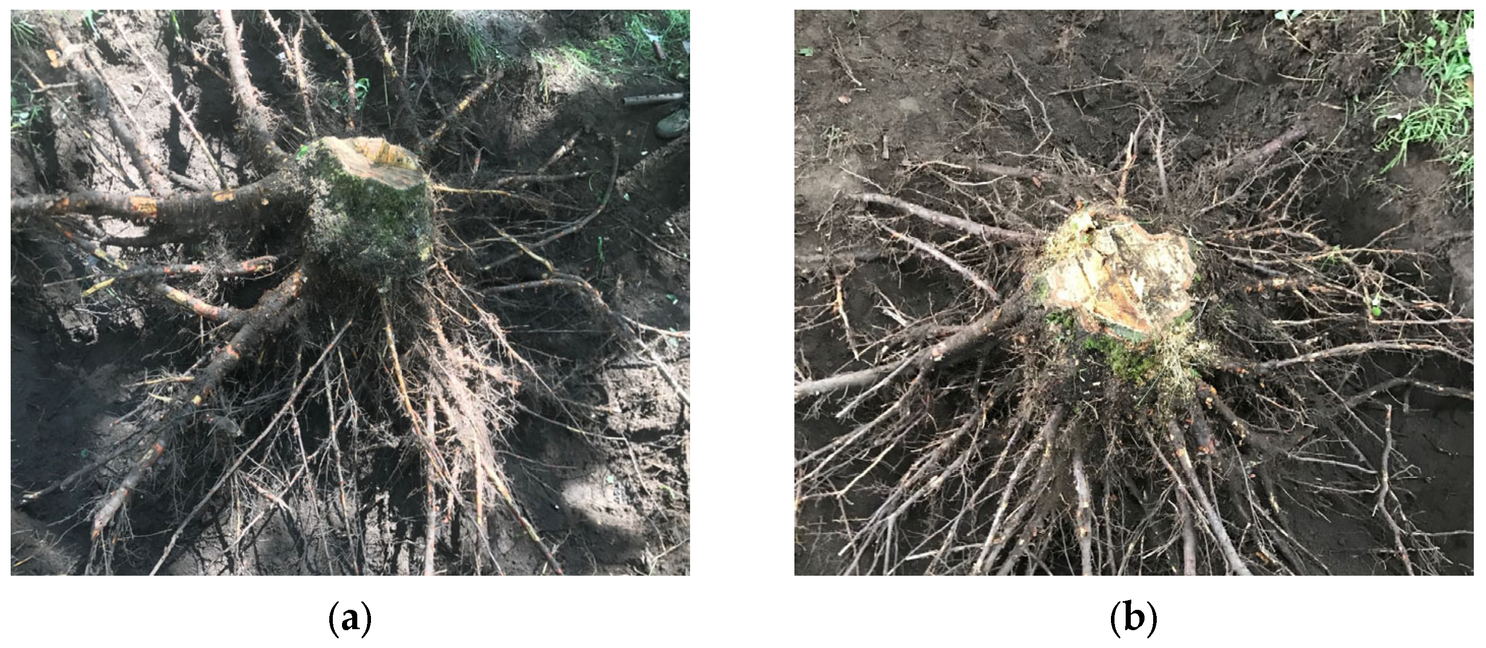 Sustainability 15 12791 g002a