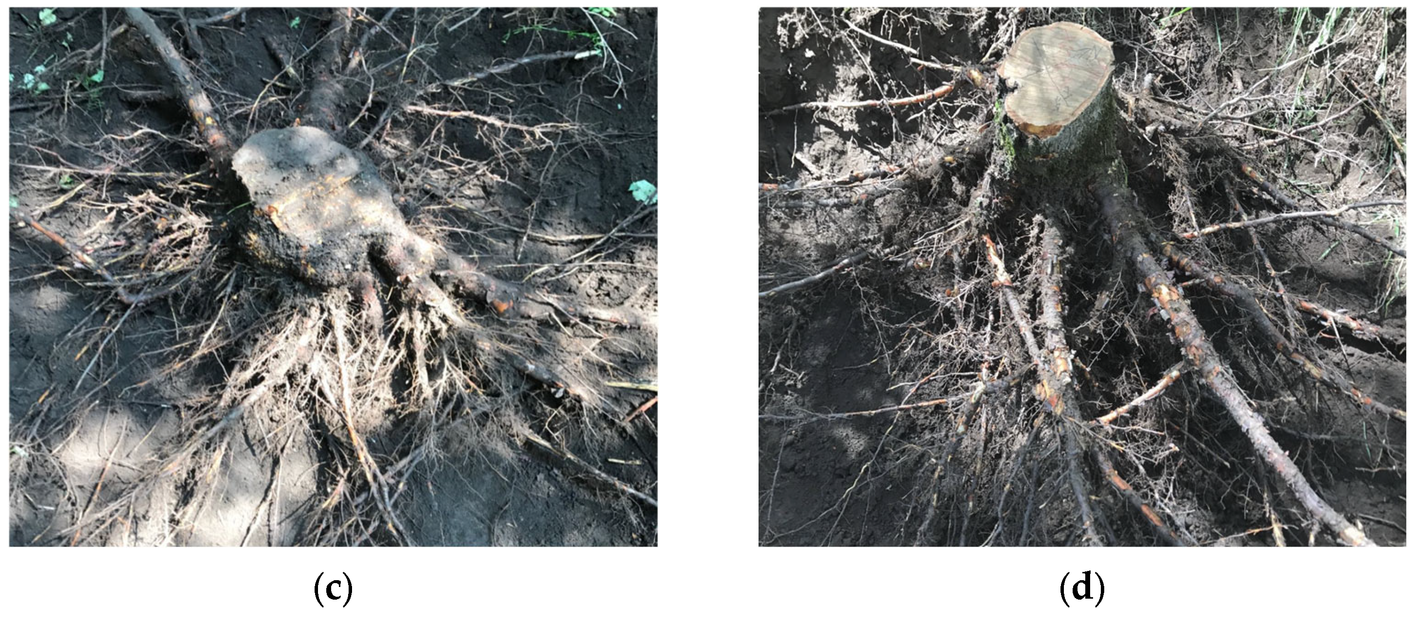 Sustainability 15 12791 g002b