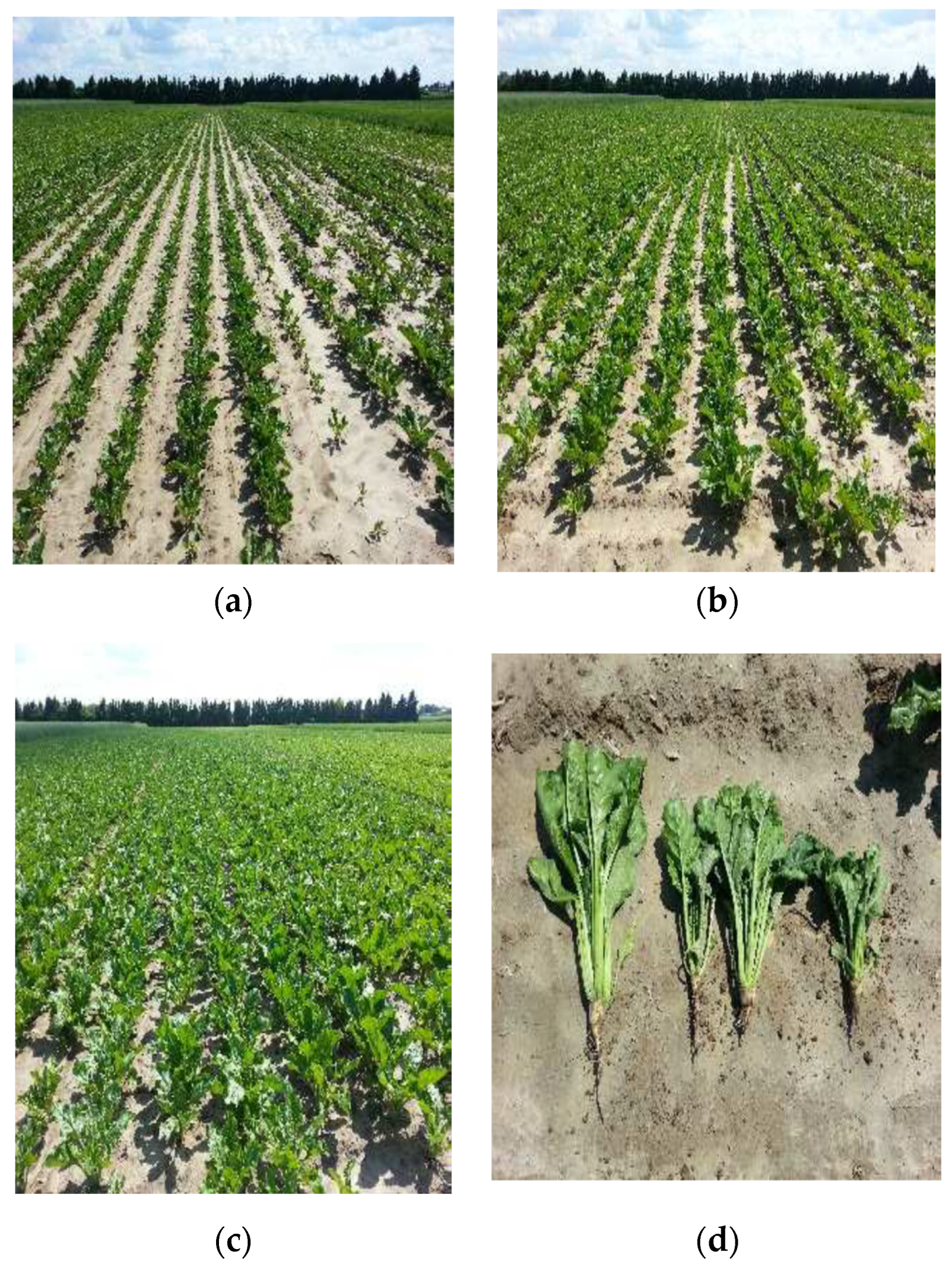 Sustainability 15 13371 g007