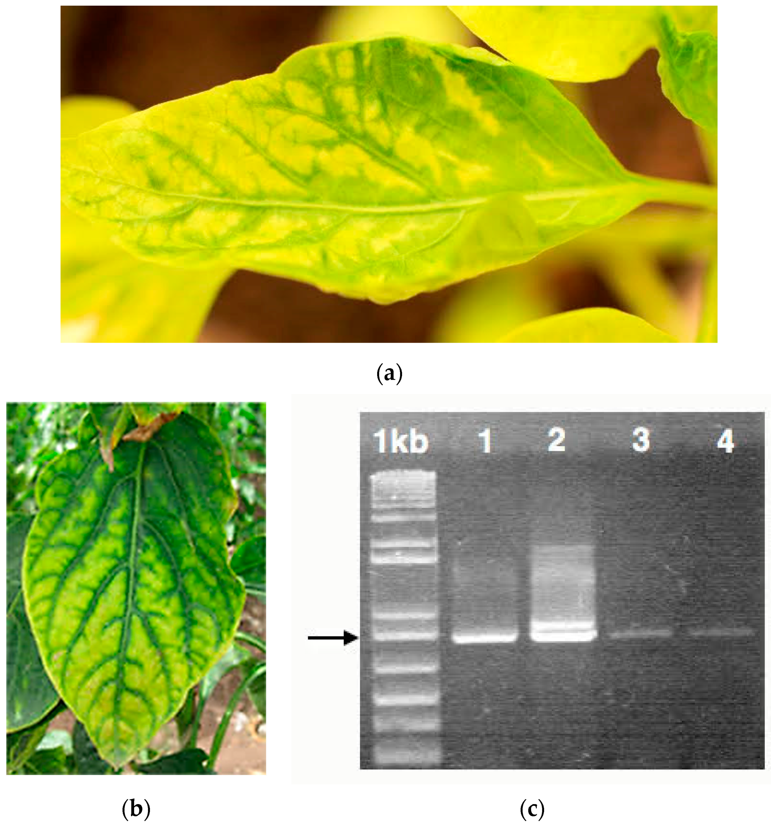 Sustainability 15 14825 g005