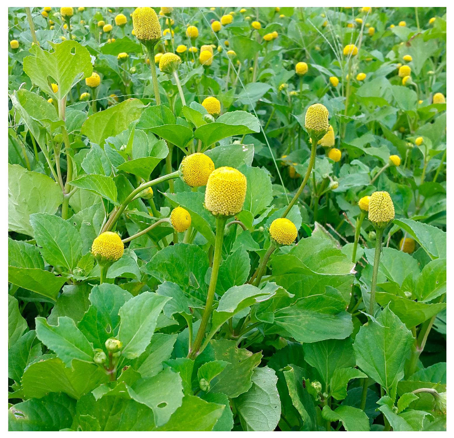 Sustainability 15 15231 g001