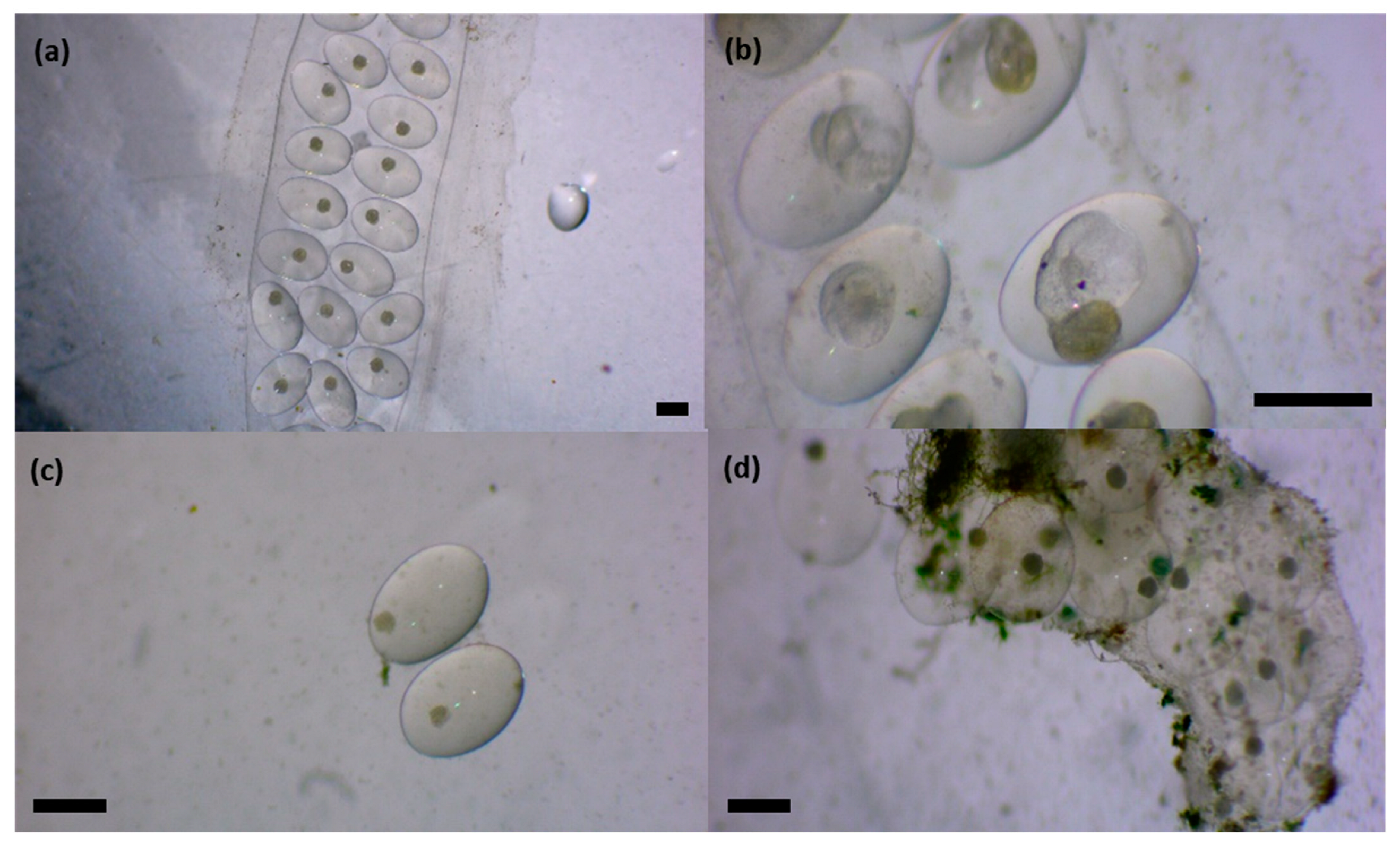 Sustainability 15 15240 g005