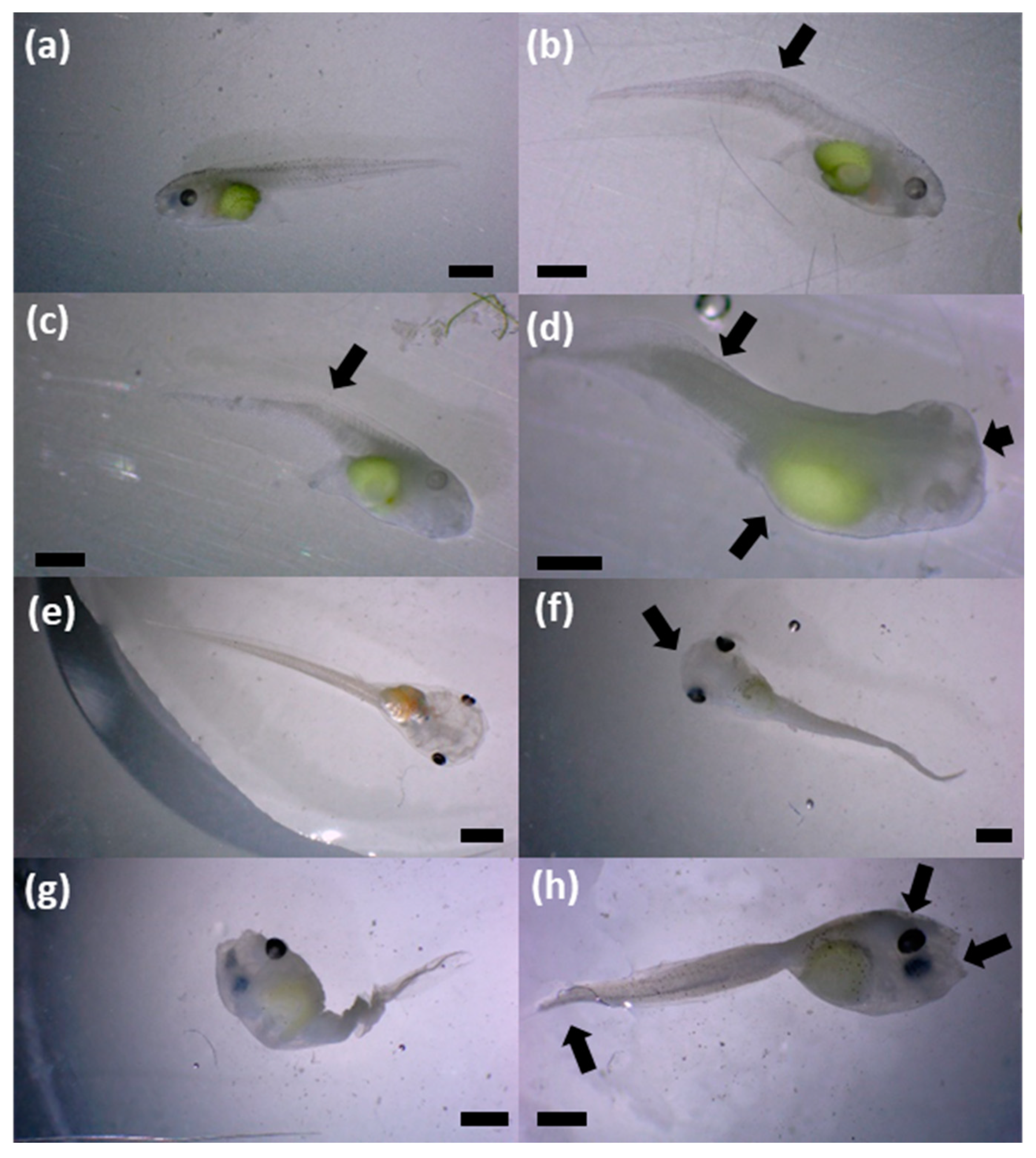 Sustainability 15 15240 g007
