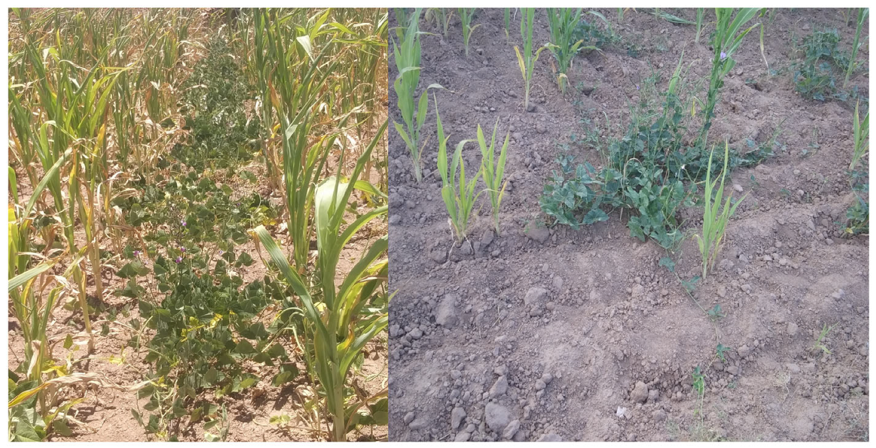 Sustainability 15 15442 g005