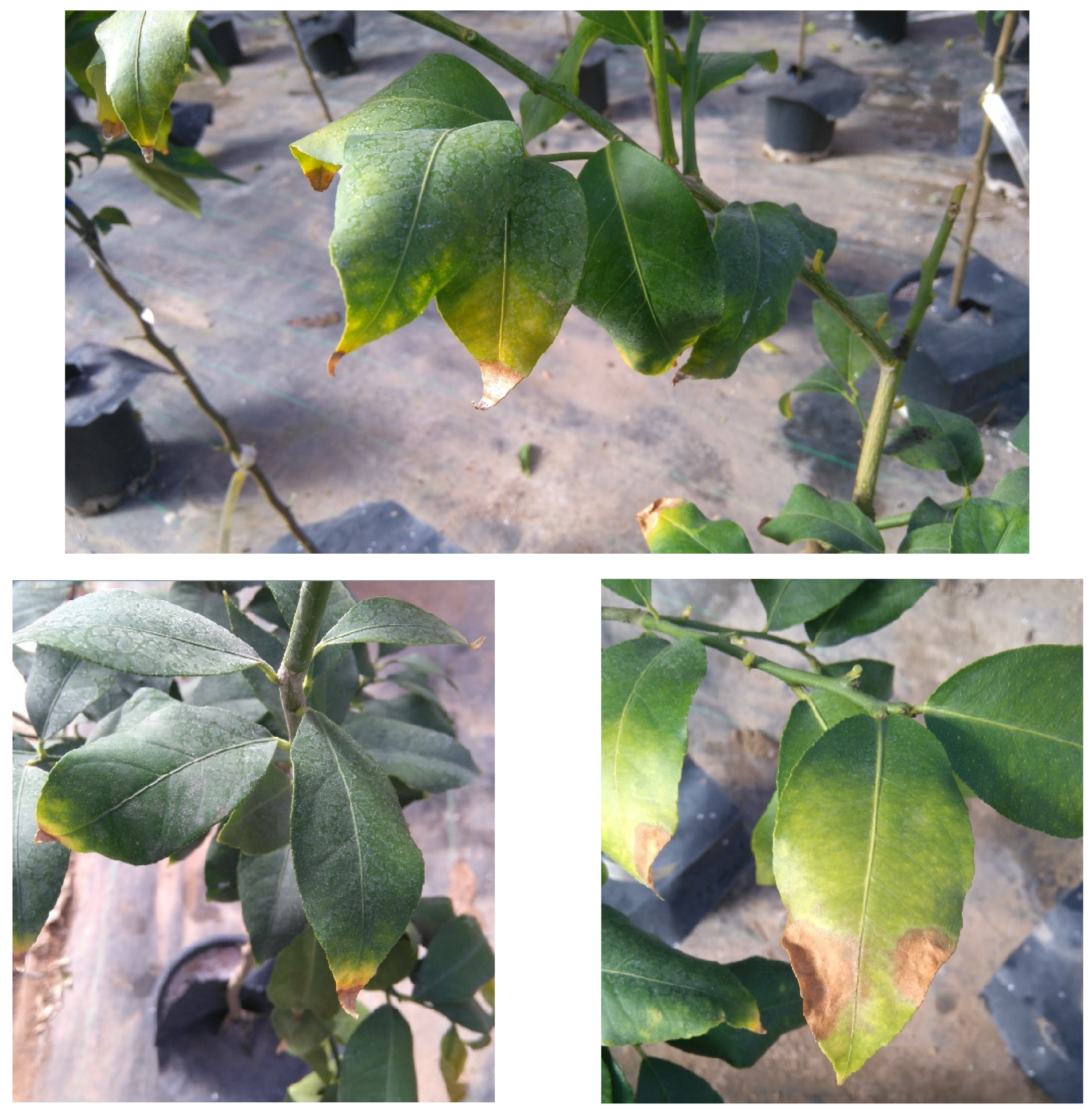 Sustainability 15 15858 g001